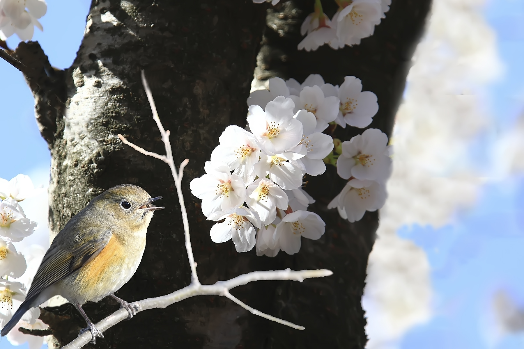 PHOTO BY HNalim | Canon EOS 7D Mark II | 2024:03:16 16:10:59 | ISO-1000 | 1/1000 sec | f 8 | 214 mm | EV=0 | ● WIDTH:1800 pixels  HEIGHT:1200 pixels