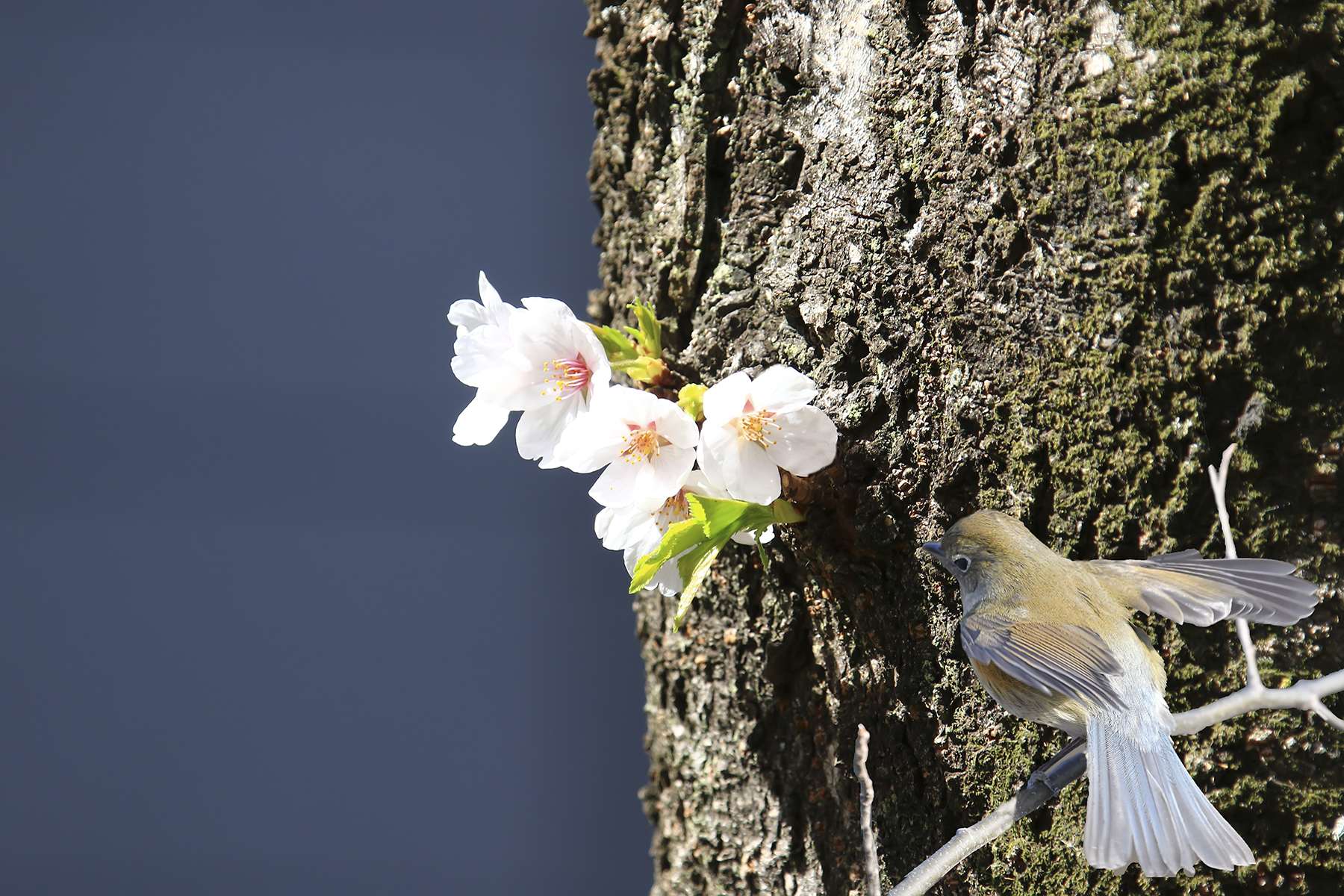PHOTO BY HNalim | Canon EOS 7D Mark II | 2024:03:16 16:10:59 | ISO-1000 | 1/1000 sec | f 8 | 214 mm | EV=0 | ● WIDTH:1800 pixels  HEIGHT:1200 pixels