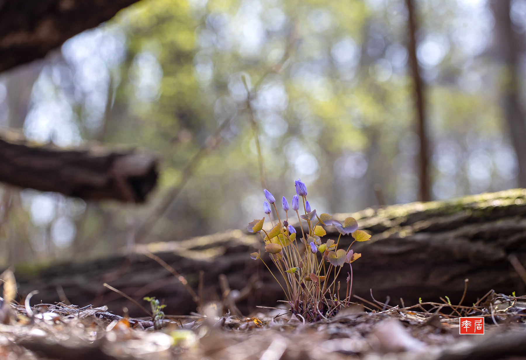 PHOTO BY changickheun | Canon EOS-1D X Mark III | 2024:03:27 10:55:01 | ISO-100 | 1/160 sec | f 4.5 | 100 mm | EV=0 | ● WIDTH:1800 pixels  HEIGHT:1234 pixels