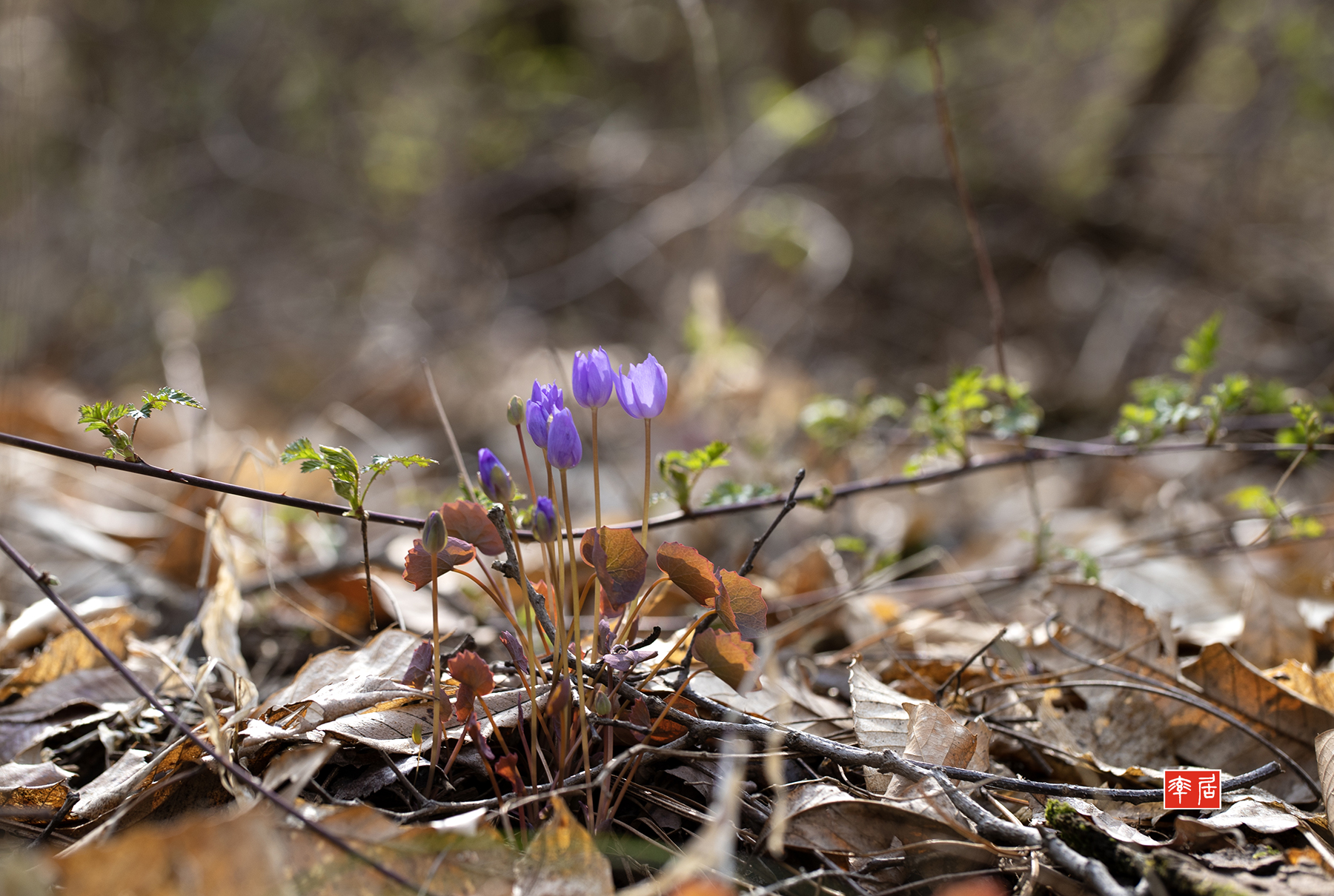 PHOTO BY changickheun | Canon EOS-1D X Mark III | 2024:03:27 11:45:30 | ISO-100 | 1/160 sec | f 5 | 100 mm | EV=0 | ● WIDTH:1800 pixels  HEIGHT:1210 pixels