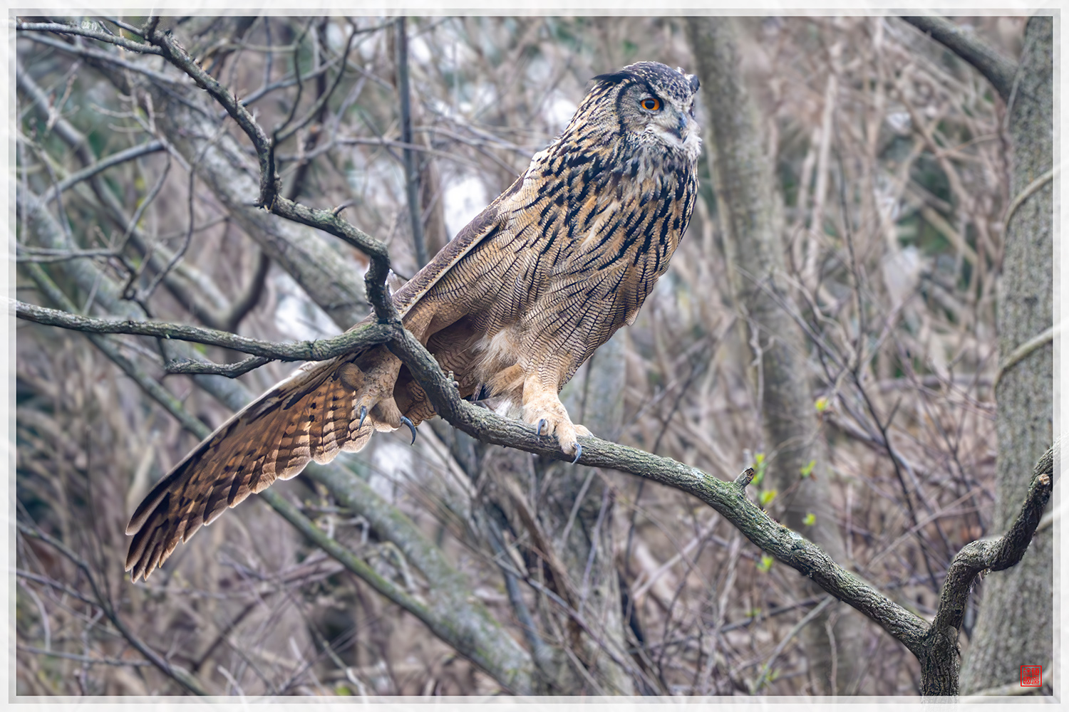 PHOTO BY  | NIKON Z 9 | 2024:03:27 18:41:26 | ISO-2800 | 1/30 sec | f 5.6 | 840 mm | EV=0.3 | ● WIDTH:1500 pixels  HEIGHT:1000 pixels