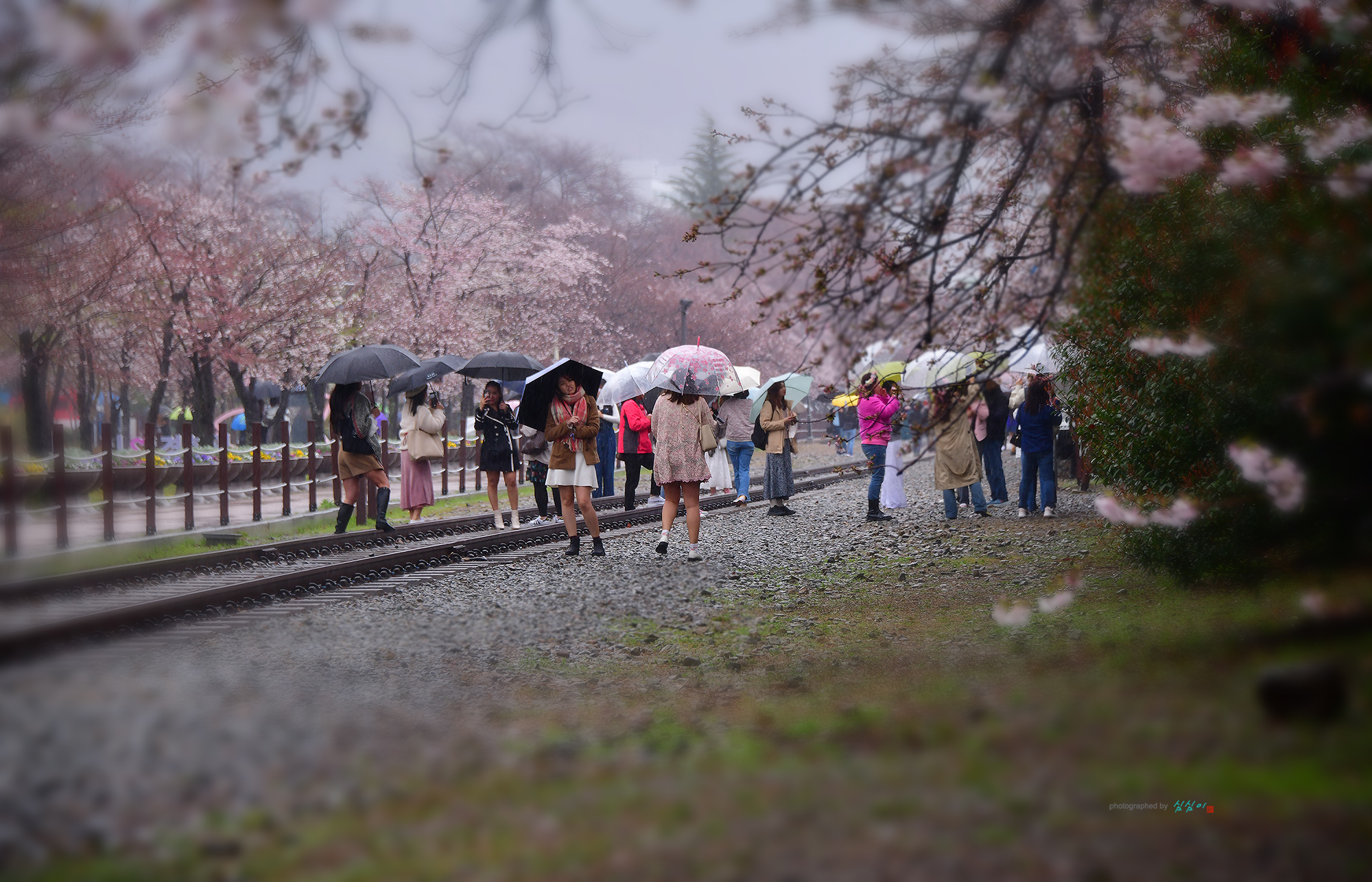 PHOTO BY MHS | NIKON D850 | 2024:03:28 14:22:03 | ISO-400 | 1/125 sec | f 5.6 | 135 mm | EV=0 | ● WIDTH:2000 pixels  HEIGHT:1285 pixels