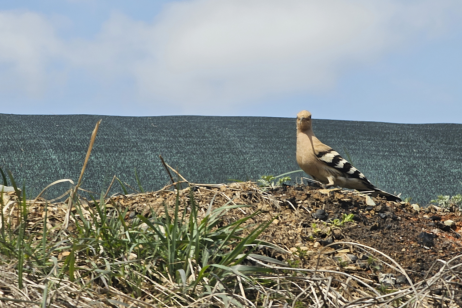 PHOTO BY  | Galaxy S23 Ultra | 2024:03:27 11:33:56 | ISO-64 | 1/60 sec | f 4.9 | 27.2 mm | EV=0 | ● WIDTH:1500 pixels  HEIGHT:1000 pixels