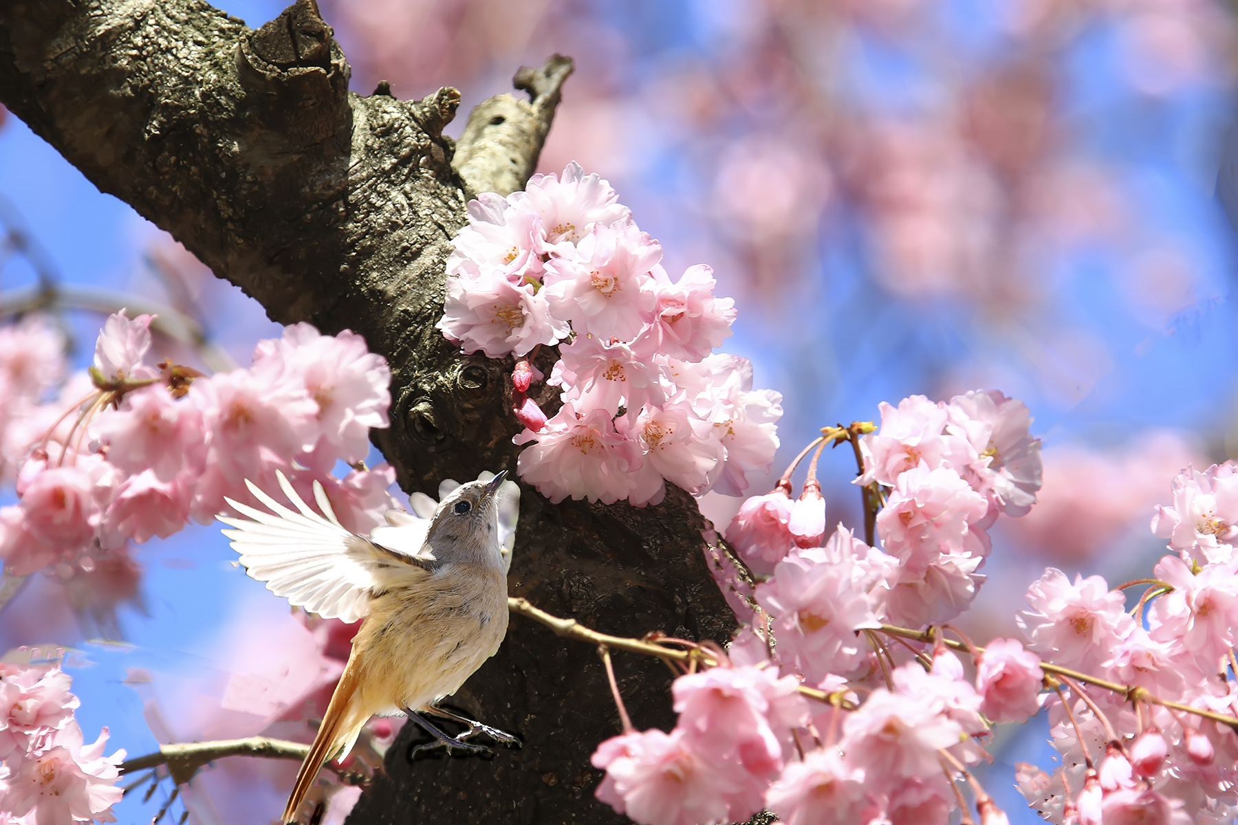 PHOTO BY HNalim | Canon EOS 7D Mark II | 2024:03:26 14:22:09 | ISO-1000 | 1/400 sec | f 8 | 400 mm | EV=0 | ● WIDTH:1800 pixels  HEIGHT:1200 pixels