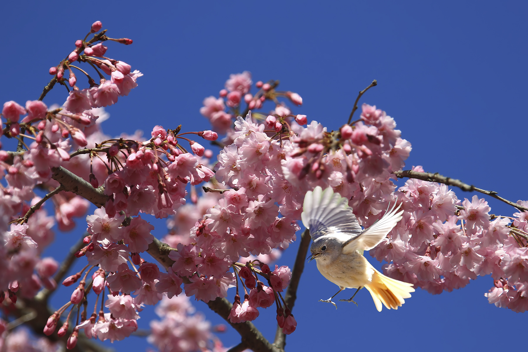 PHOTO BY HNalim | Canon EOS 7D Mark II | 2024:03:26 14:22:10 | ISO-1000 | 1/400 sec | f 8 | 400 mm | EV=0 | ● WIDTH:1800 pixels  HEIGHT:1200 pixels