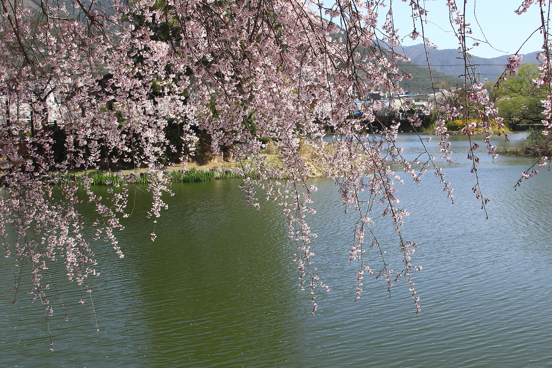 PHOTO BY HNalim | Canon EOS 7D Mark II | 2024:03:26 14:21:59 | ISO-1000 | 1/320 sec | f 8 | 400 mm | EV=0 | ● WIDTH:1800 pixels  HEIGHT:1200 pixels