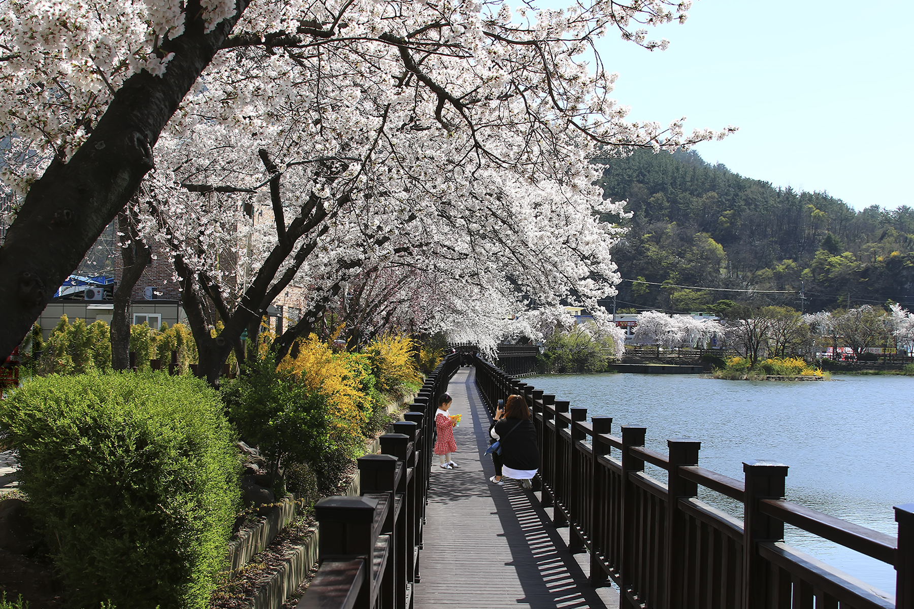 PHOTO BY HNalim | Canon EOS 7D Mark II | 2024:03:26 14:21:59 | ISO-1000 | 1/320 sec | f 8 | 400 mm | EV=0 | ● WIDTH:1800 pixels  HEIGHT:1200 pixels