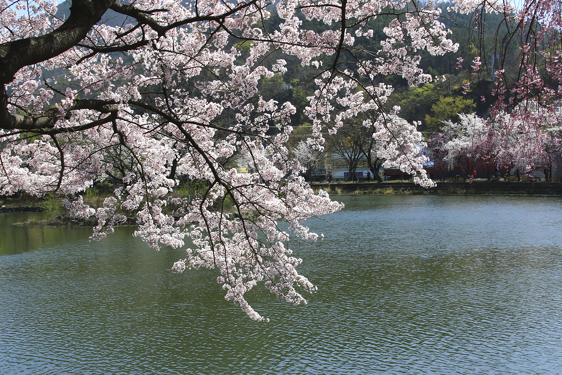 PHOTO BY HNalim | Canon EOS 7D Mark II | 2024:03:26 14:21:59 | ISO-1000 | 1/320 sec | f 8 | 400 mm | EV=0 | ● WIDTH:1800 pixels  HEIGHT:1200 pixels