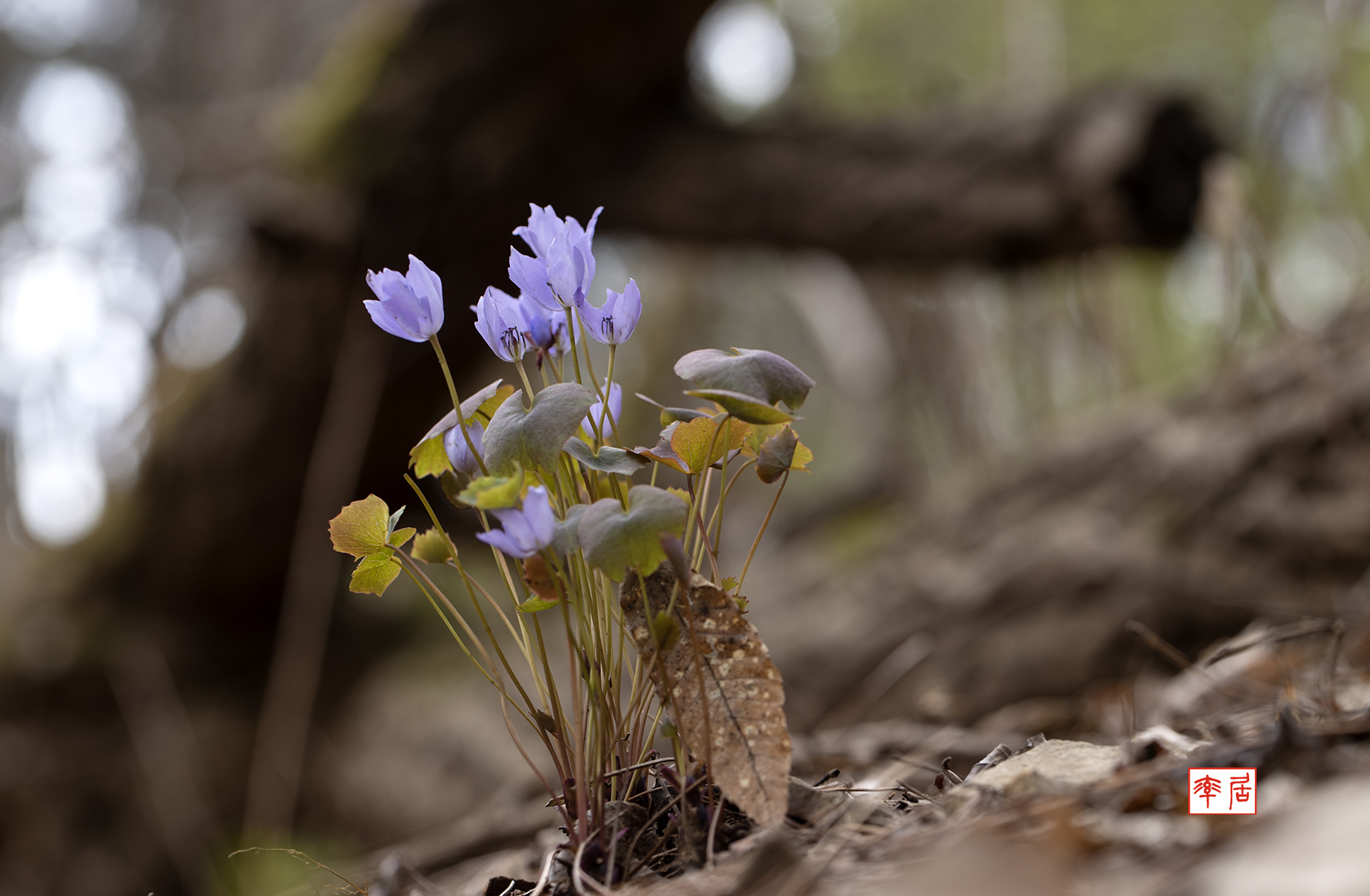 PHOTO BY changickheun | Canon EOS-1D X Mark III | 2024:03:30 10:39:11 | ISO-100 | 1/125 sec | f 5.6 | 100 mm | EV=0 | ● WIDTH:1800 pixels  HEIGHT:1178 pixels