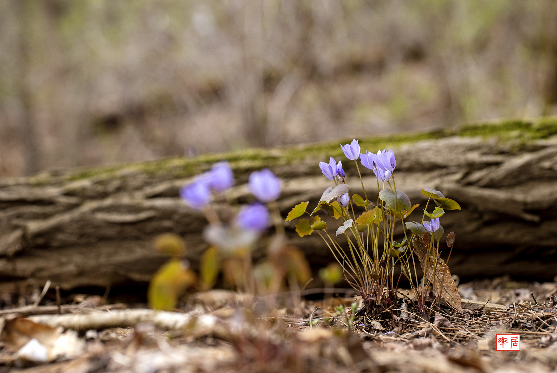 PHOTO BY changickheun | Canon EOS-1D X Mark III | 2024:03:30 10:42:16 | ISO-100 | 1/125 sec | f 5.6 | 100 mm | EV=0 | ● WIDTH:1800 pixels  HEIGHT:1207 pixels