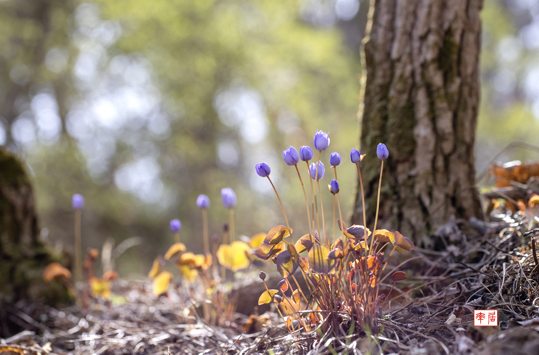 PHOTO BY changickheun | Canon EOS-1D X Mark III | 2024:03:30 10:18:33 | ISO-100 | 1/125 sec | f 5.6 | 100 mm | EV=0 | ● WIDTH:1800 pixels  HEIGHT:1188 pixels