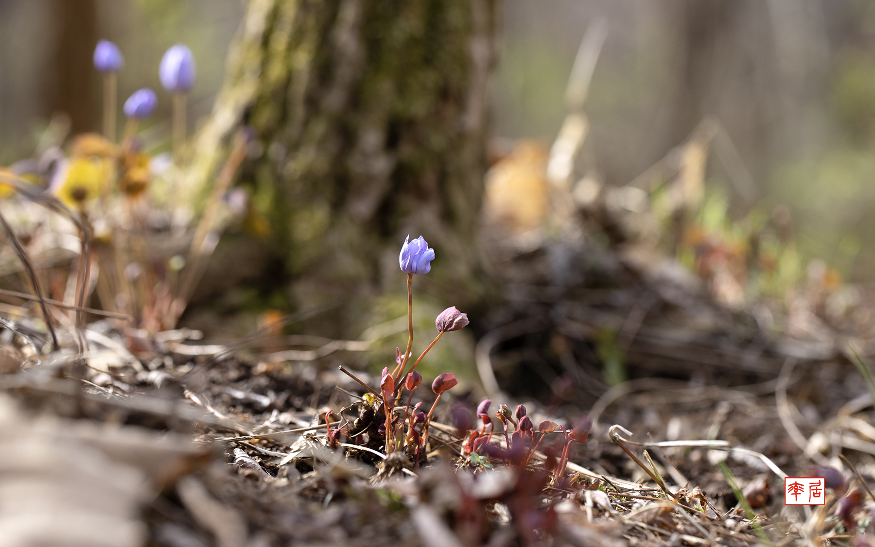 PHOTO BY changickheun | Canon EOS-1D X Mark III | 2024:03:30 10:20:59 | ISO-100 | 1/160 sec | f 5.6 | 100 mm | EV=0 | ● WIDTH:1800 pixels  HEIGHT:1126 pixels