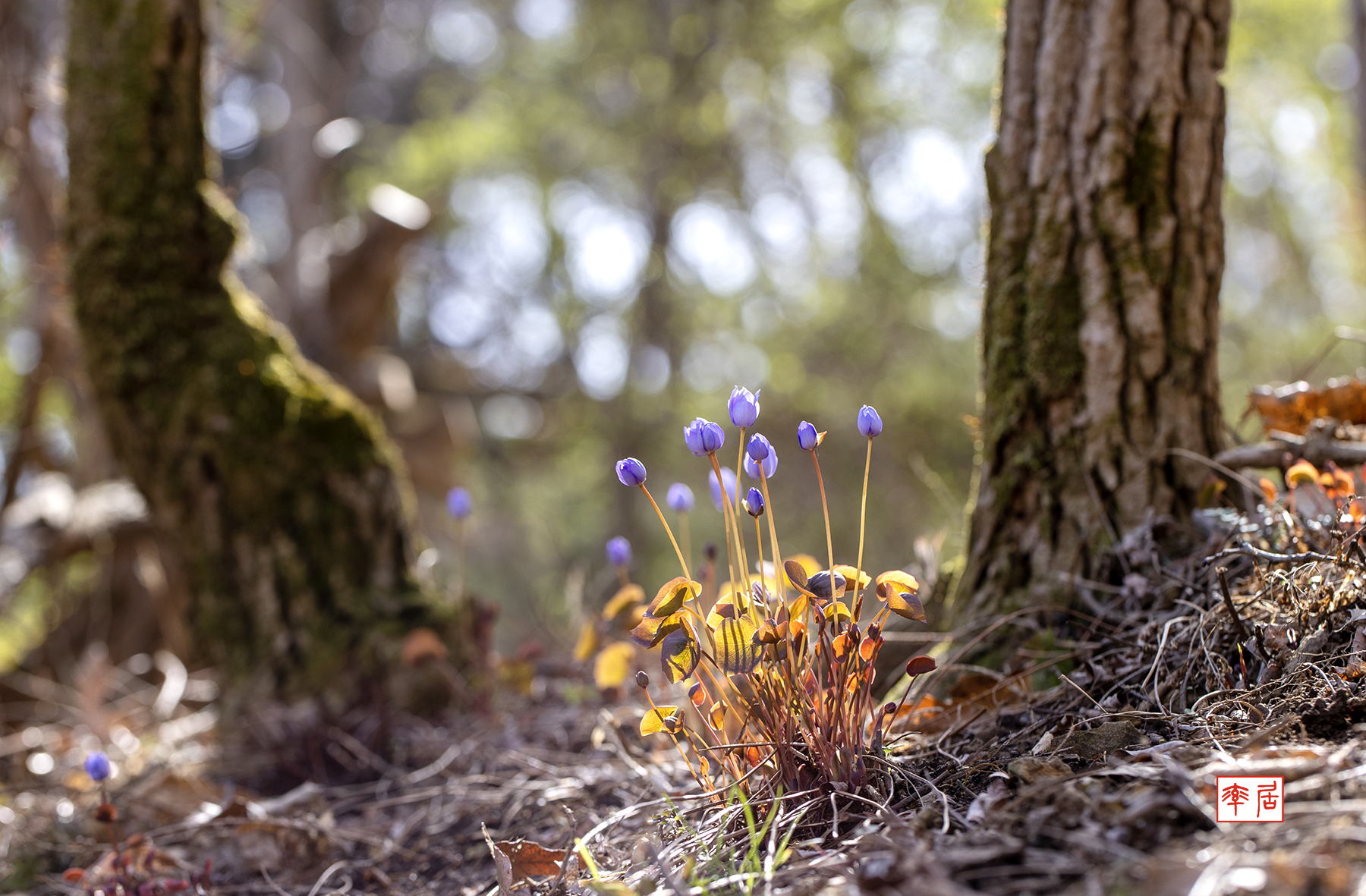 PHOTO BY changickheun | Canon EOS-1D X Mark III | 2024:03:30 10:16:32 | ISO-100 | 1/125 sec | f 5.6 | 100 mm | EV=0 | ● WIDTH:1800 pixels  HEIGHT:1181 pixels