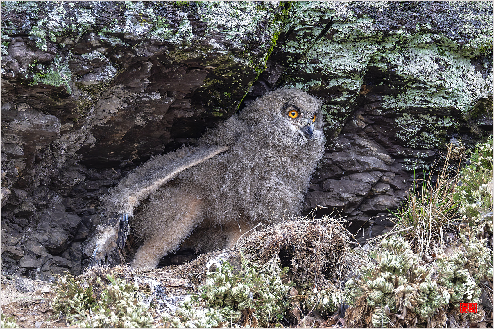 PHOTO BY  | NIKON Z 9 | 2024:03:26 15:55:48 | ISO-4000 | 1/500 sec | f 8 | 1176 mm | EV=-0.3 | ● WIDTH:1700 pixels  HEIGHT:1133 pixels