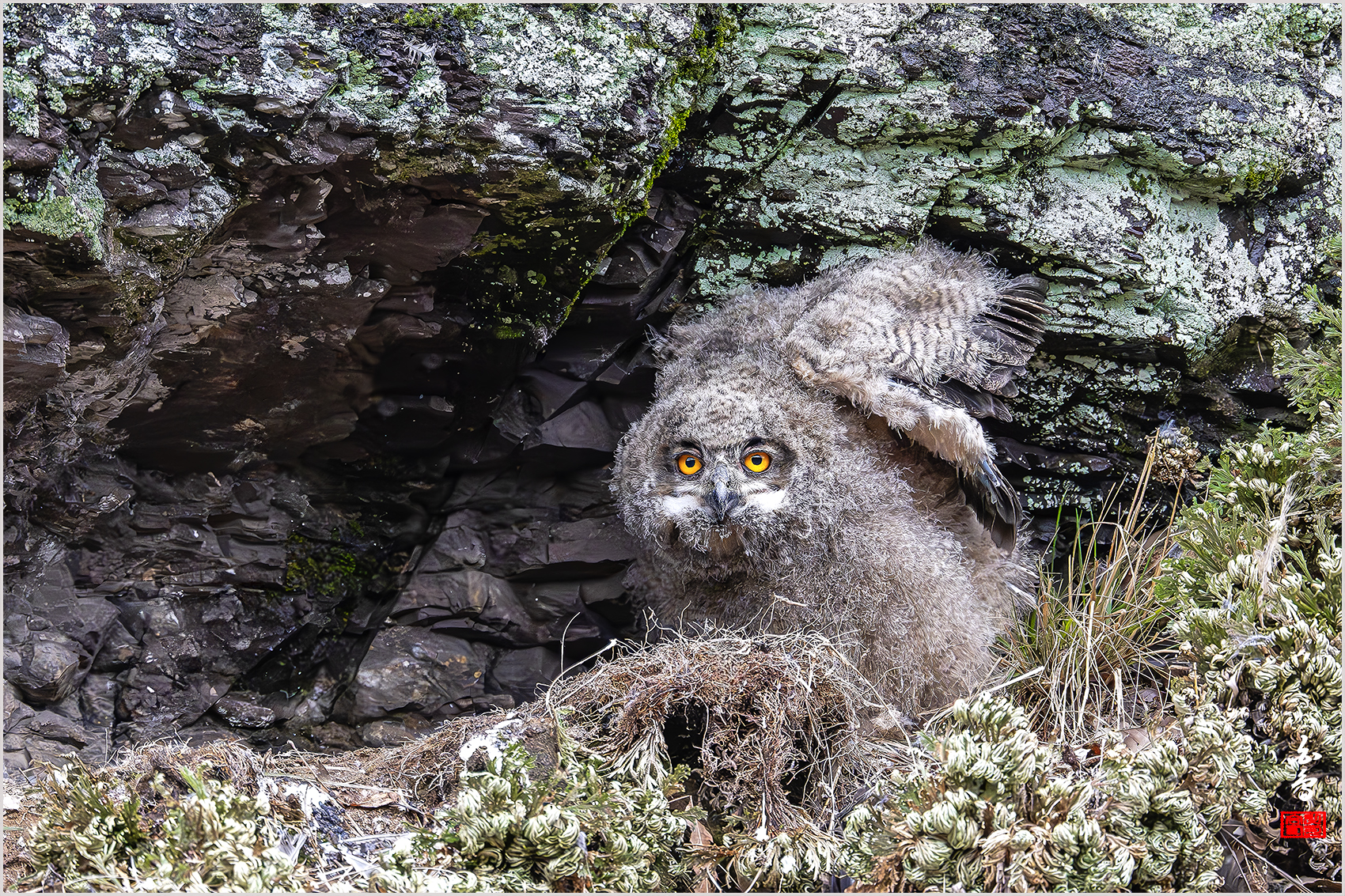 PHOTO BY  | NIKON Z 9 | 2024:03:26 16:11:53 | ISO-12800 | 1/1600 sec | f 5.6 | 840 mm | EV=-0.3 | ● WIDTH:1700 pixels  HEIGHT:1133 pixels