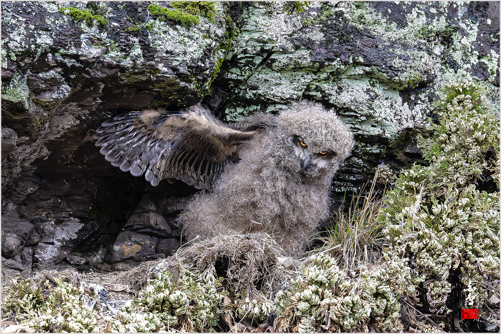 PHOTO BY  | NIKON Z 9 | 2024:03:26 16:10:24 | ISO-12800 | 1/2000 sec | f 5.6 | 840 mm | EV=-0.3 | ● WIDTH:1700 pixels  HEIGHT:1133 pixels