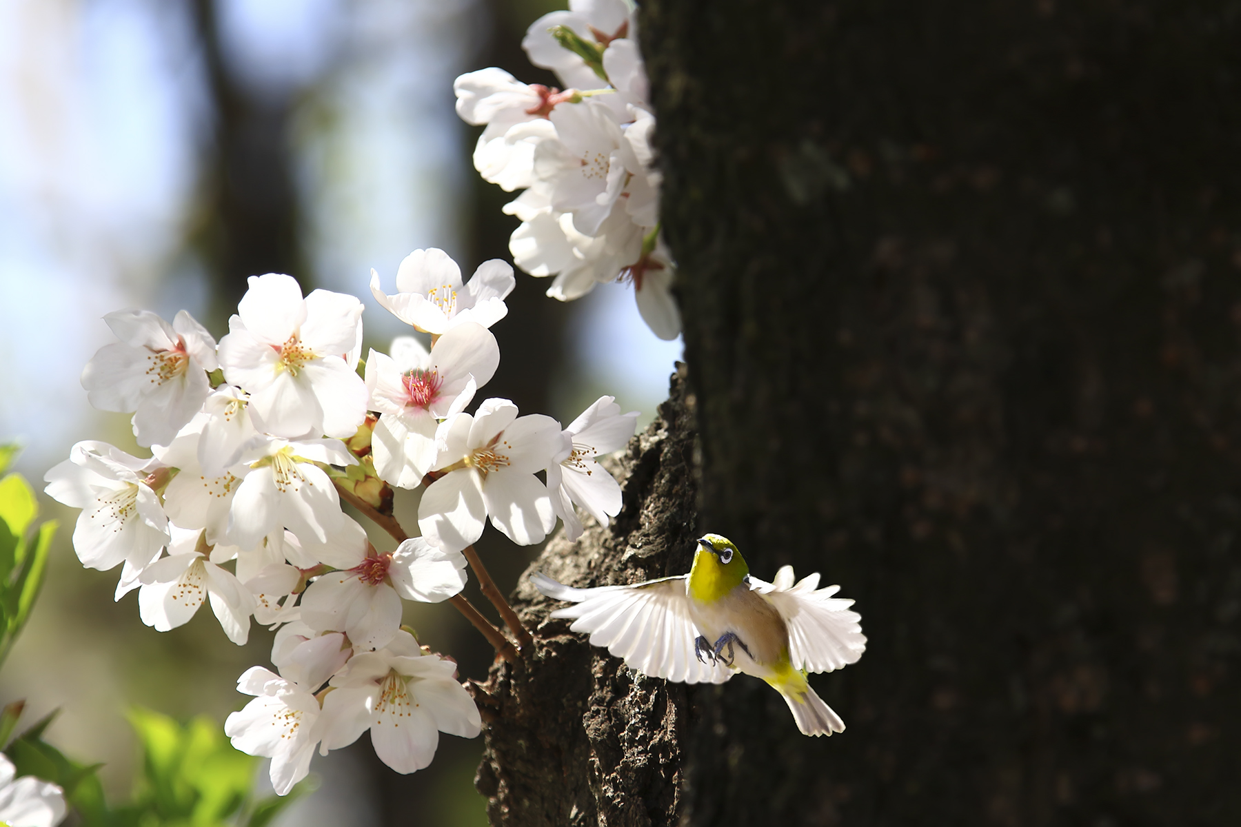 PHOTO BY HNalim | Canon EOS 7D Mark II | 2024:03:26 14:22:10 | ISO-1000 | 1/400 sec | f 8 | 400 mm | EV=0 | ● WIDTH:1800 pixels  HEIGHT:1200 pixels