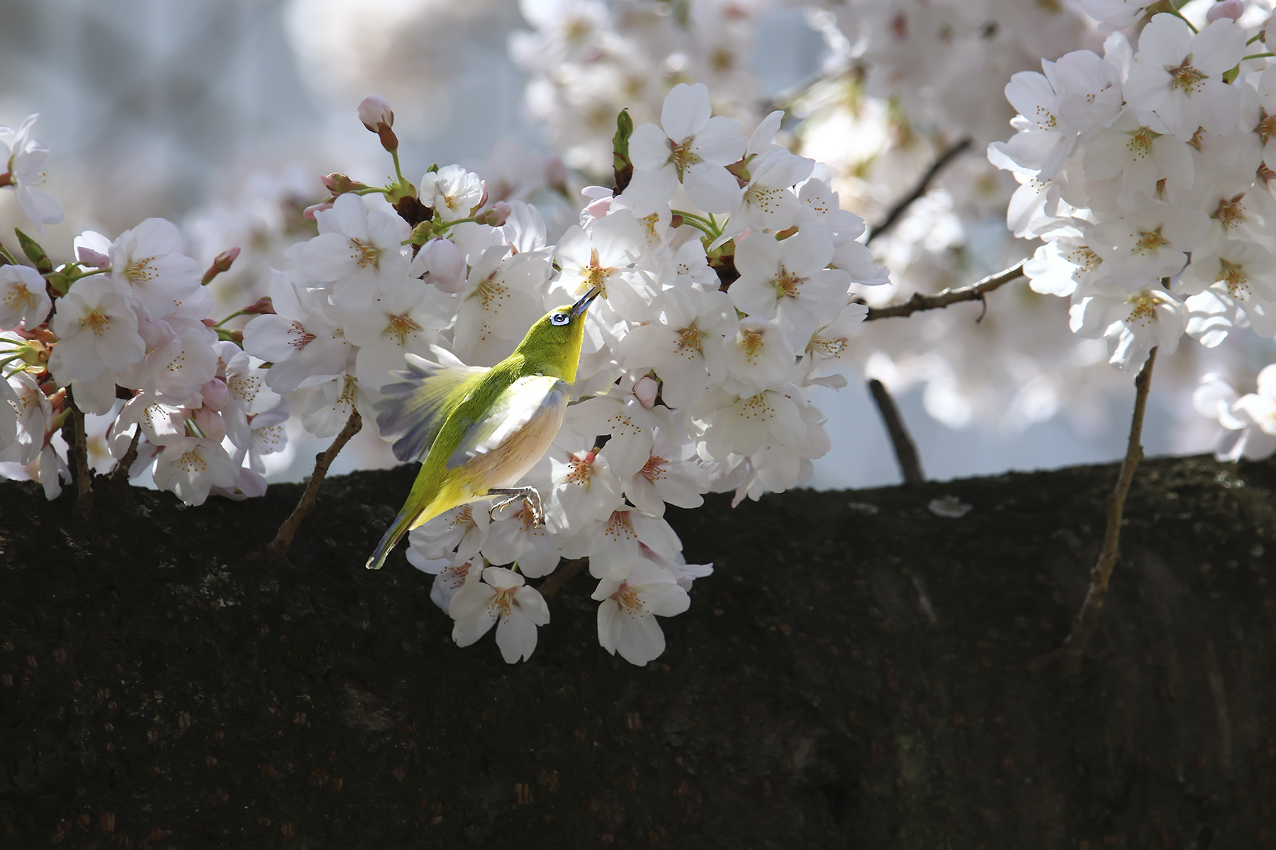 PHOTO BY HNalim | Canon EOS 7D Mark II | 2024:03:26 14:22:10 | ISO-1000 | 1/400 sec | f 8 | 400 mm | EV=0 | ● WIDTH:1800 pixels  HEIGHT:1200 pixels