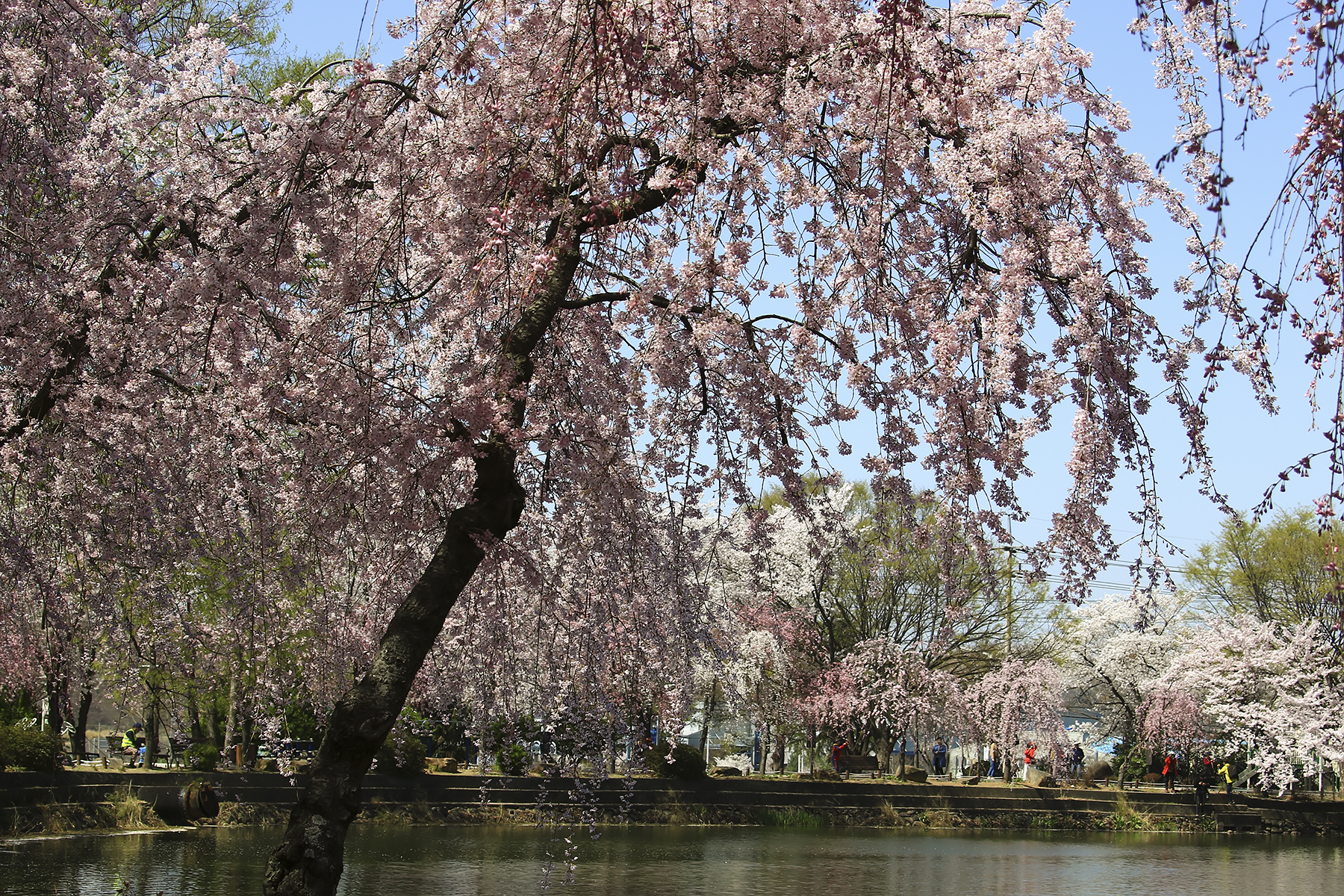 PHOTO BY HNalim | Canon EOS 7D Mark II | 2024:03:26 14:22:10 | ISO-1000 | 1/400 sec | f 8 | 400 mm | EV=0 | ● WIDTH:1800 pixels  HEIGHT:1200 pixels