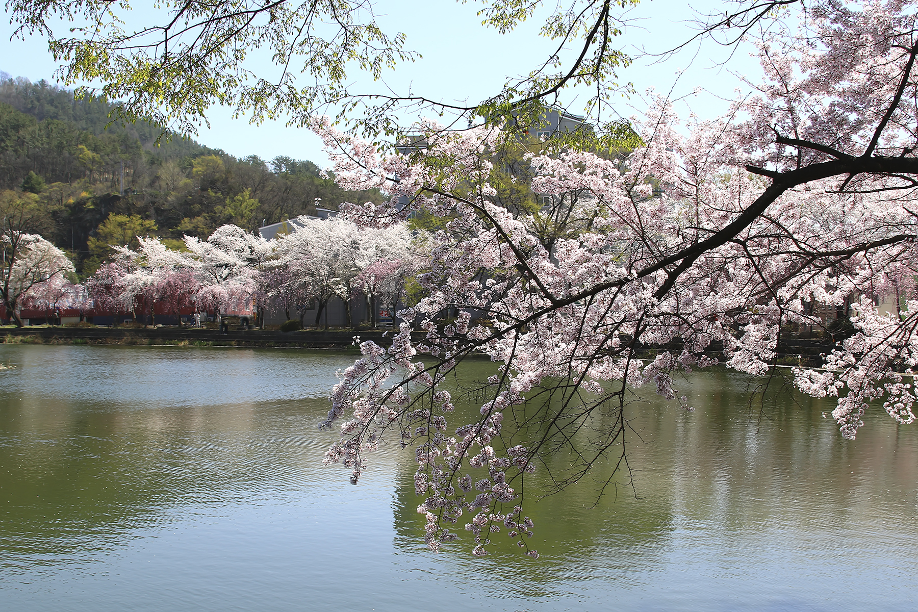 PHOTO BY HNalim | Canon EOS 7D Mark II | 2024:03:26 14:22:32 | ISO-1000 | 1/2000 sec | f 8 | 400 mm | EV=0 | ● WIDTH:1800 pixels  HEIGHT:1200 pixels