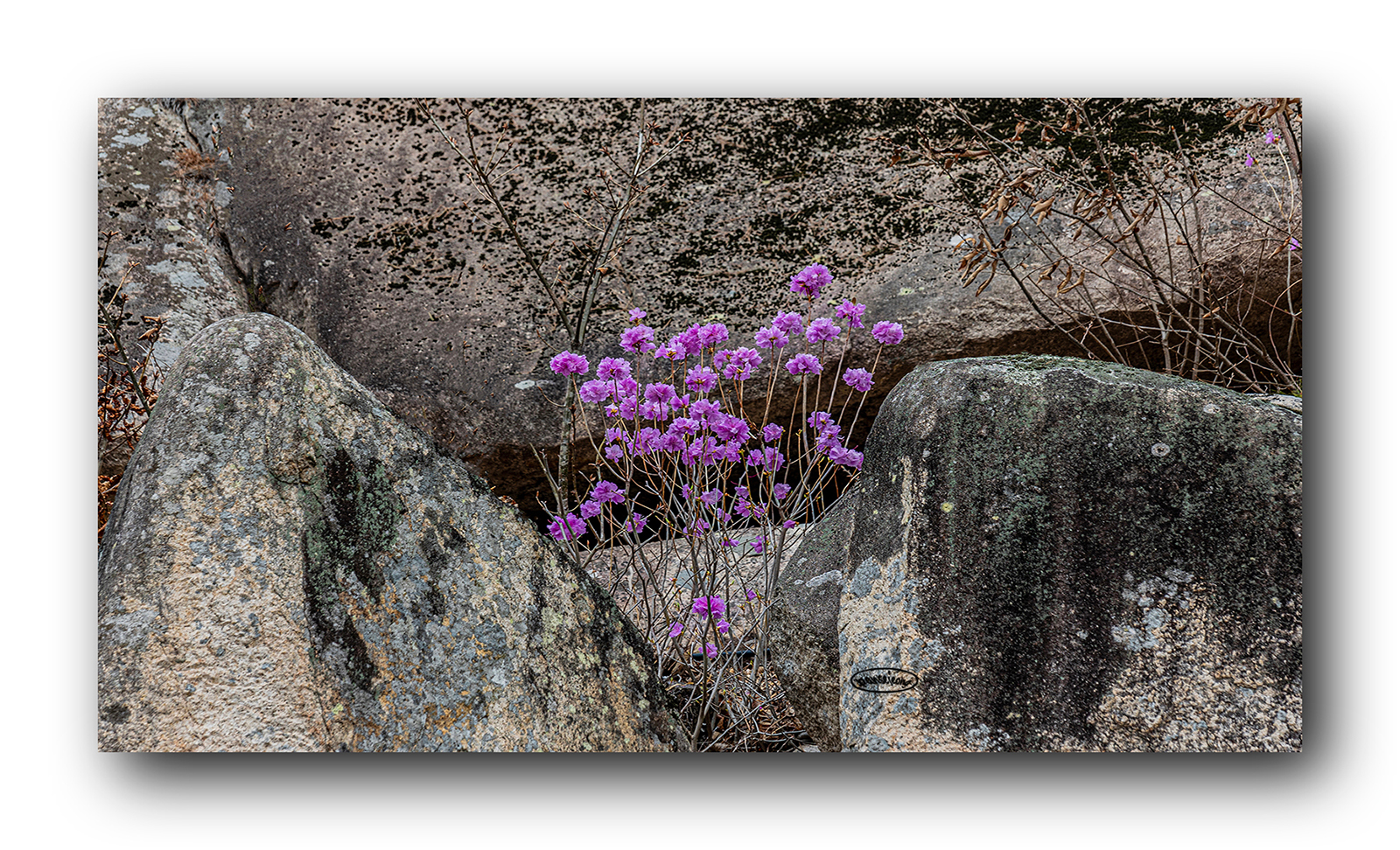 PHOTO BY jps | Canon EOS R6 | 2024:03:30 12:04:42 | ISO-160 | 1/125 sec | f 8 | 600 mm | EV=0 | ● WIDTH:1600 pixels  HEIGHT:972 pixels