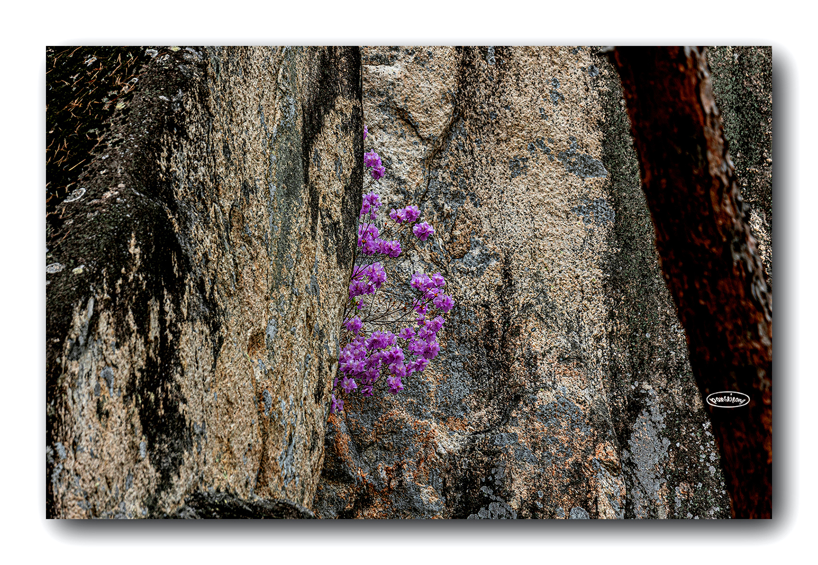 PHOTO BY jps | Canon EOS R6 | 2024:03:30 12:07:26 | ISO-160 | 1/160 sec | f 8 | 600 mm | EV=0 | ● WIDTH:1600 pixels  HEIGHT:1106 pixels