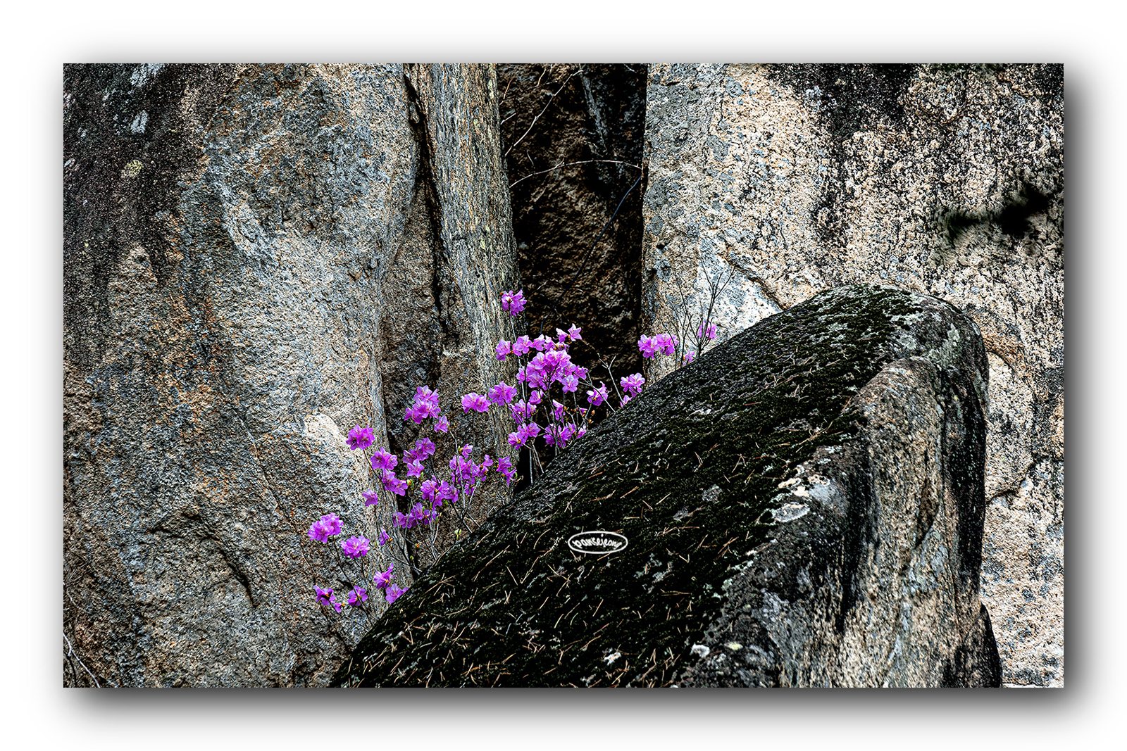 PHOTO BY jps | Canon EOS R6 | 2024:03:30 12:07:47 | ISO-200 | 1/125 sec | f 8 | 600 mm | EV=0 | ● WIDTH:1600 pixels  HEIGHT:1067 pixels