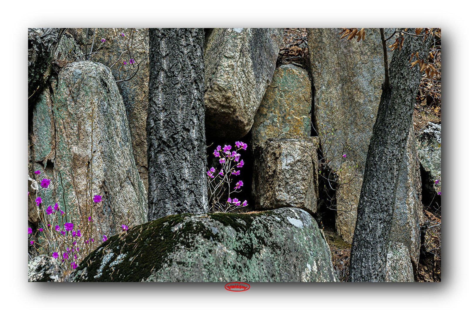 PHOTO BY jps | Canon EOS R6 | 2024:03:30 12:08:45 | ISO-200 | 1/125 sec | f 8 | 600 mm | EV=0 | ● WIDTH:1600 pixels  HEIGHT:1059 pixels