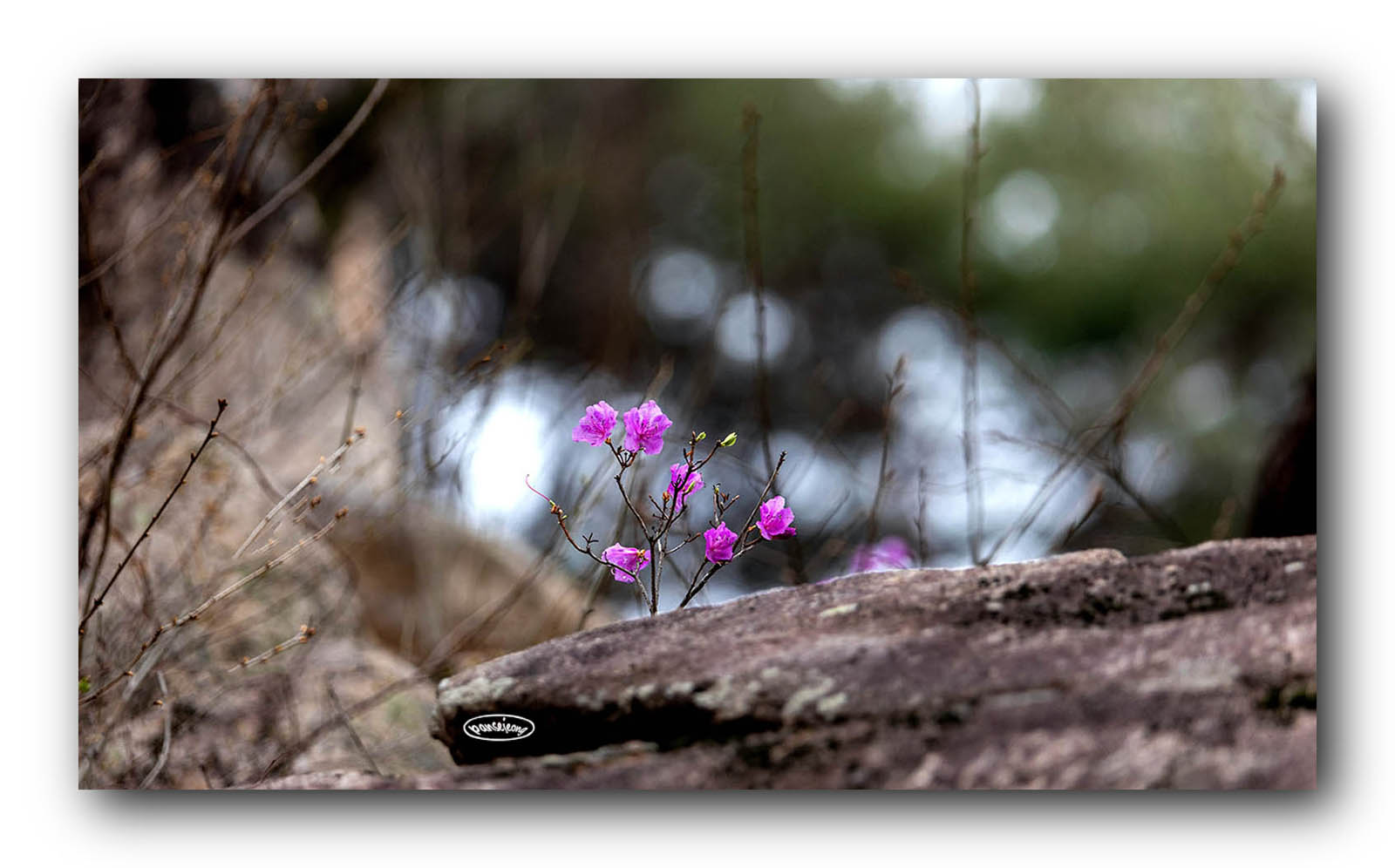 PHOTO BY jps | Canon EOS R6 | 2024:03:30 12:16:46 | ISO-400 | 1/400 sec | f 6.3 | 368 mm | EV=-1 | ● WIDTH:1600 pixels  HEIGHT:996 pixels