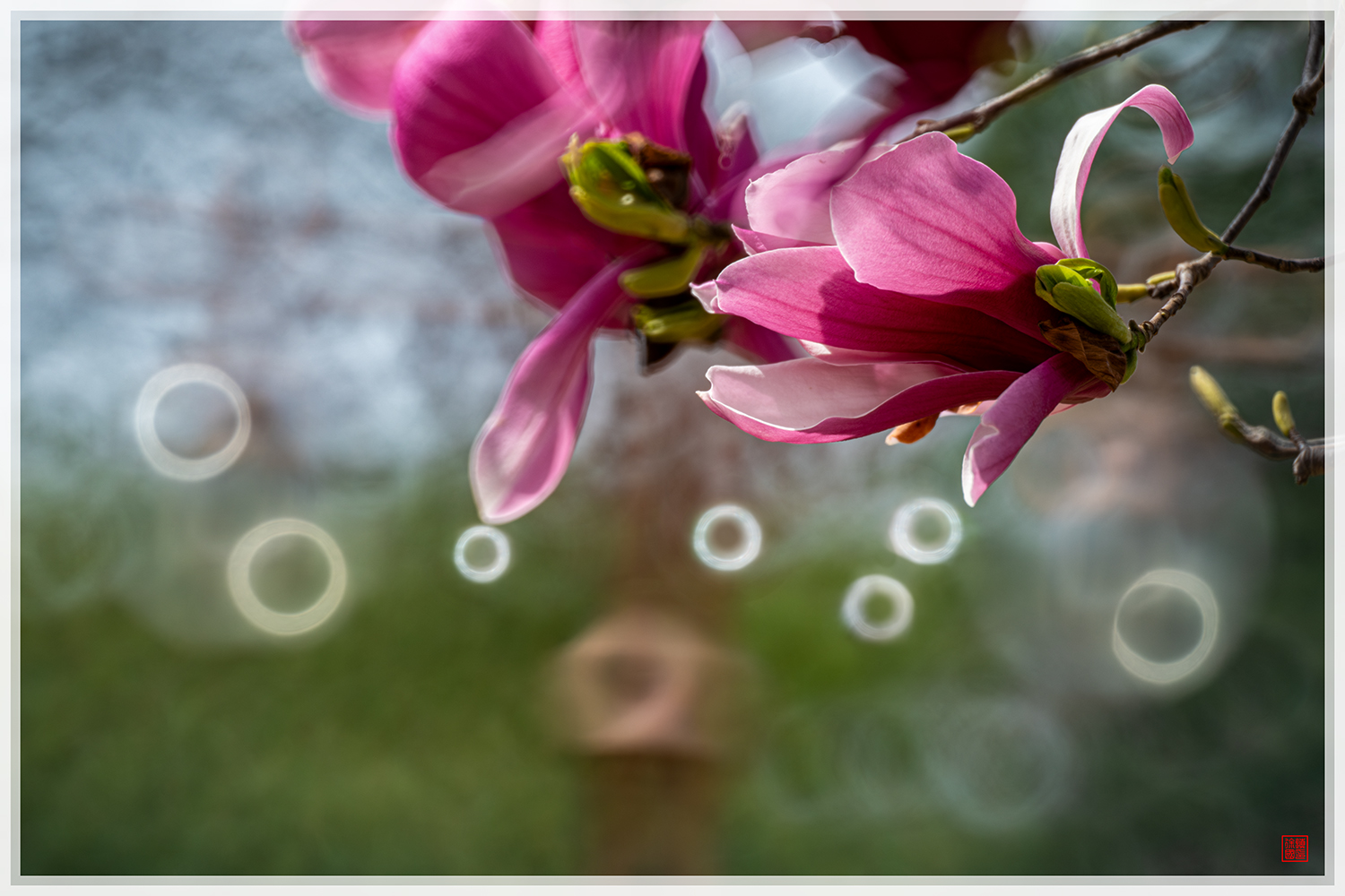 PHOTO BY  | NIKON D850 | 2024:03:31 11:54:49 | ISO-100 | 1/250 sec | f 5 | 200 mm | EV=0.3 | ● WIDTH:1500 pixels  HEIGHT:1000 pixels