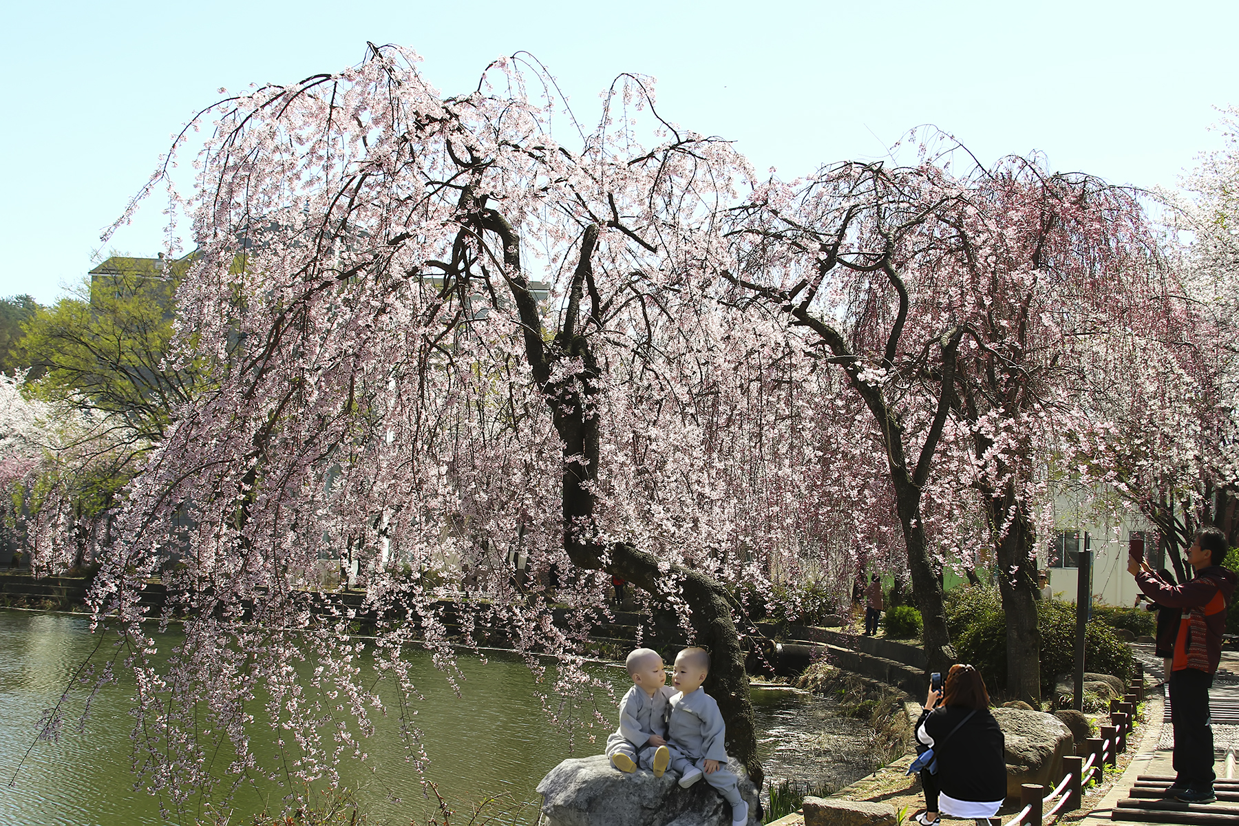 PHOTO BY HNalim | Canon EOS 7D Mark II | 2024:03:26 14:22:10 | ISO-1000 | 1/400 sec | f 8 | 400 mm | EV=0 | ● WIDTH:1800 pixels  HEIGHT:1200 pixels