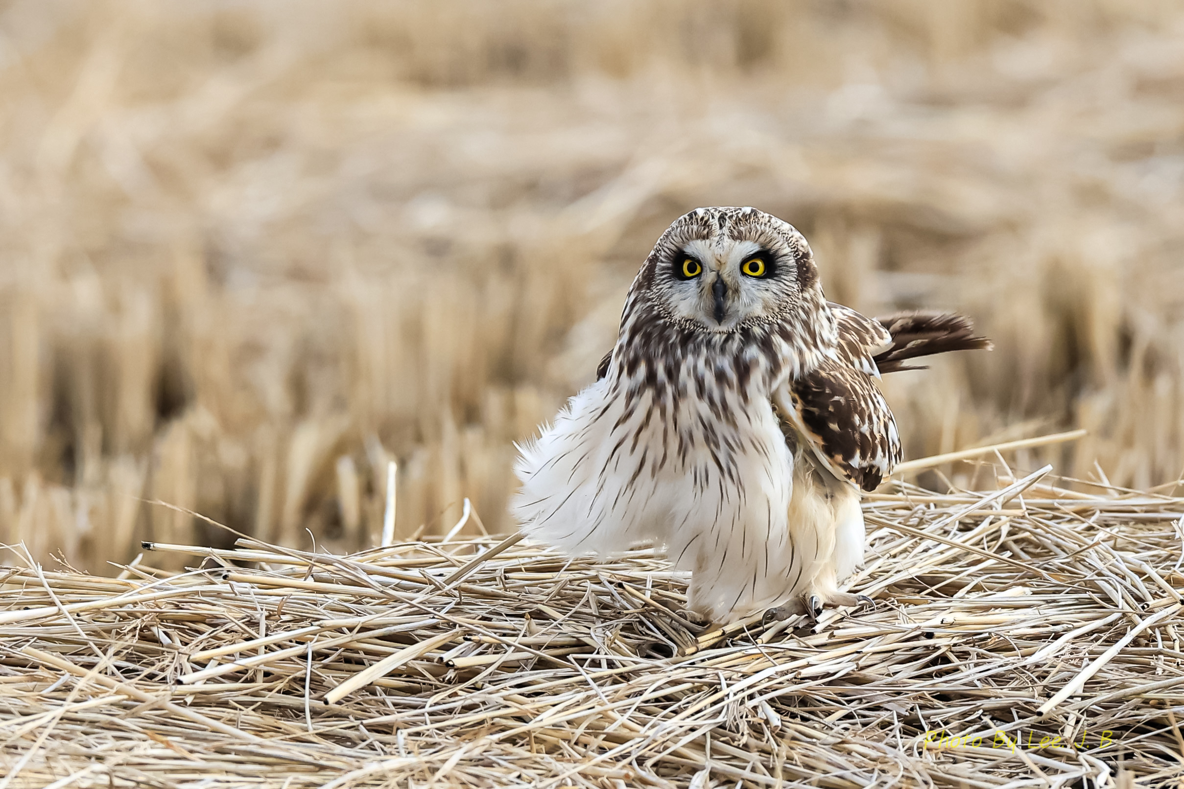 PHOTO BY  | Canon EOS R6m2 | 2024:02:11 15:25:54 | ISO-1250 | 1/4000 sec | f 5.6 | 600 mm | EV=0.3 | ● WIDTH:2418 pixels  HEIGHT:1612 pixels