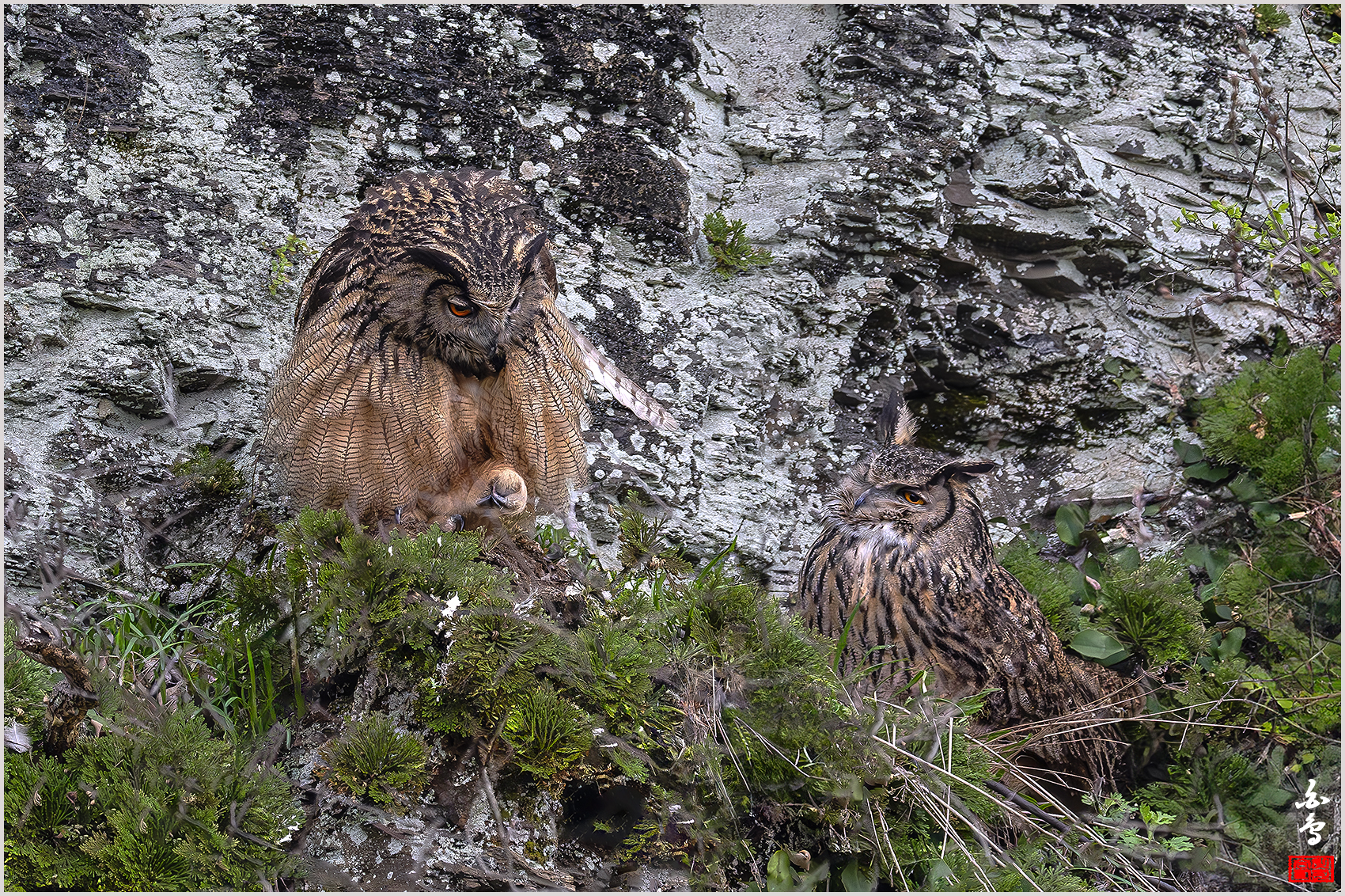 PHOTO BY  | NIKON Z 9 | 2024:03:31 16:39:33 | ISO-3200 | 1/2500 sec | f 5.6 | 840 mm | EV=0 | ● WIDTH:1700 pixels  HEIGHT:1132 pixels