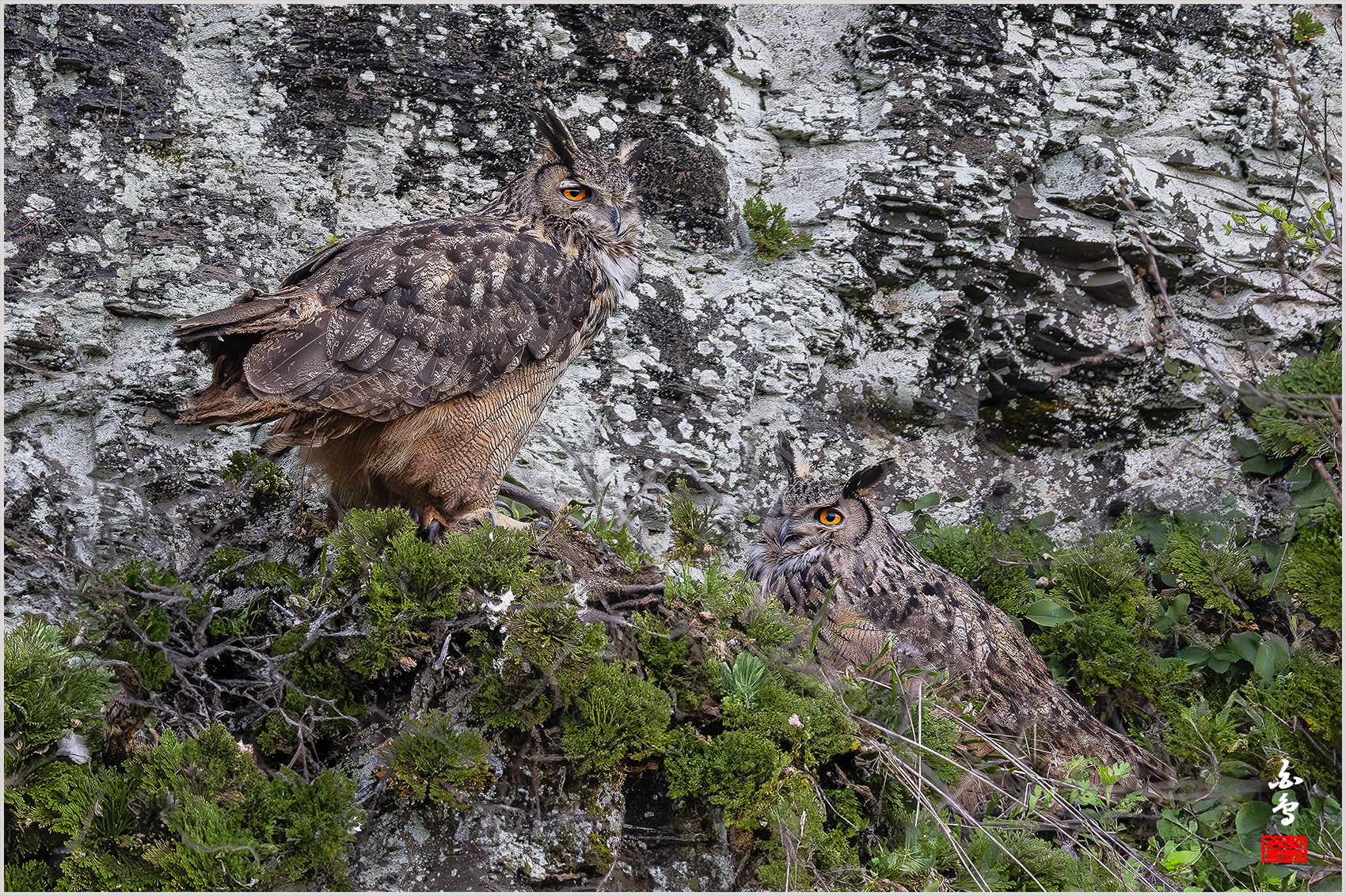 PHOTO BY  | NIKON Z 9 | 2024:03:31 17:54:32 | ISO-5000 | 1/2000 sec | f 5.6 | 840 mm | EV=0 | ● WIDTH:1700 pixels  HEIGHT:1132 pixels