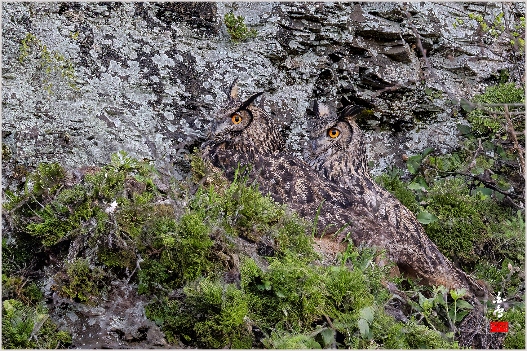 PHOTO BY  | NIKON Z 9 | 2024:03:31 17:54:38 | ISO-5000 | 1/1250 sec | f 5.6 | 840 mm | EV=0 | ● WIDTH:1700 pixels  HEIGHT:1133 pixels