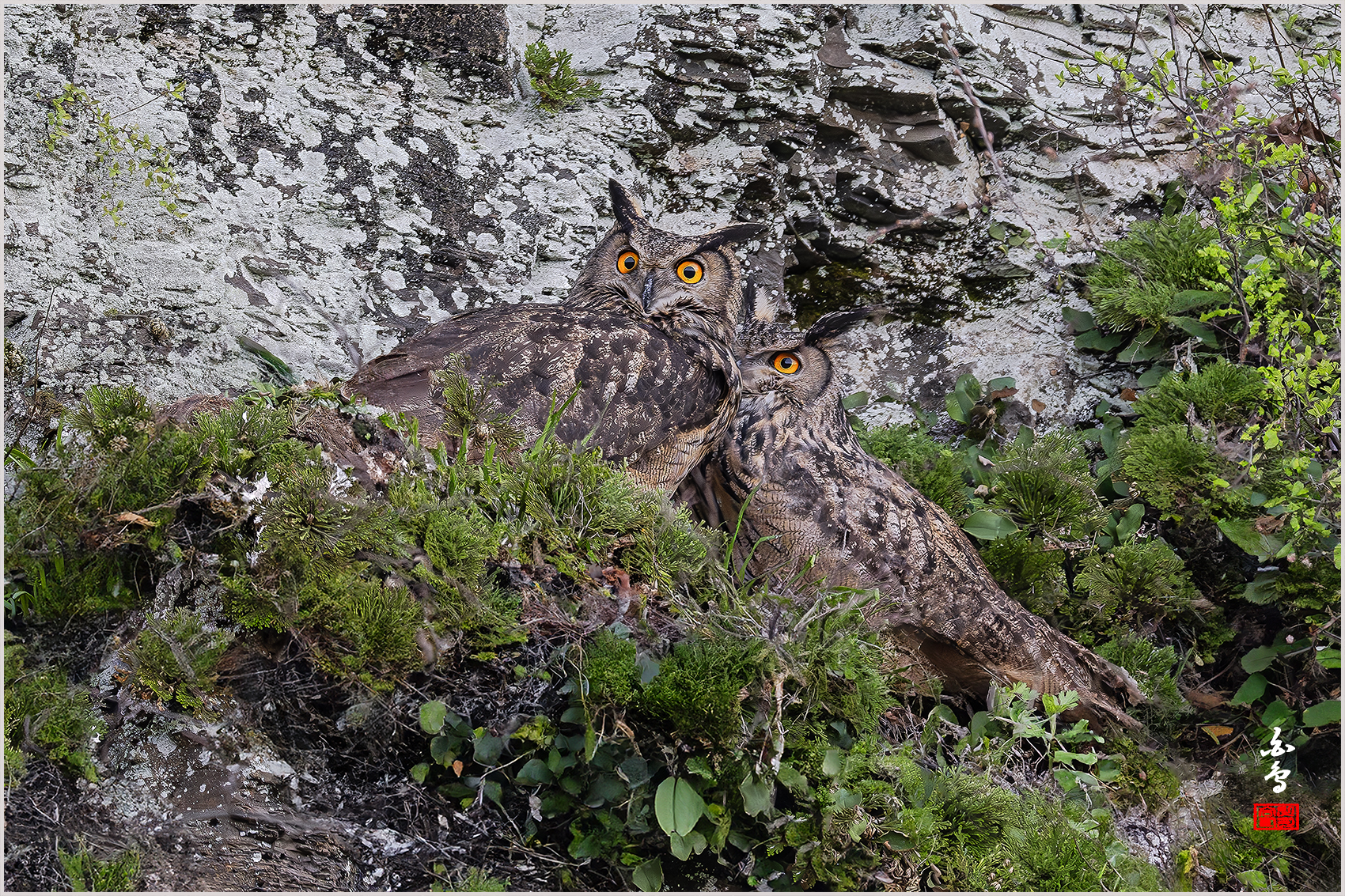 PHOTO BY  | NIKON Z 9 | 2024:03:31 17:54:37 | ISO-5000 | 1/1600 sec | f 5.6 | 840 mm | EV=0 | ● WIDTH:1700 pixels  HEIGHT:1133 pixels