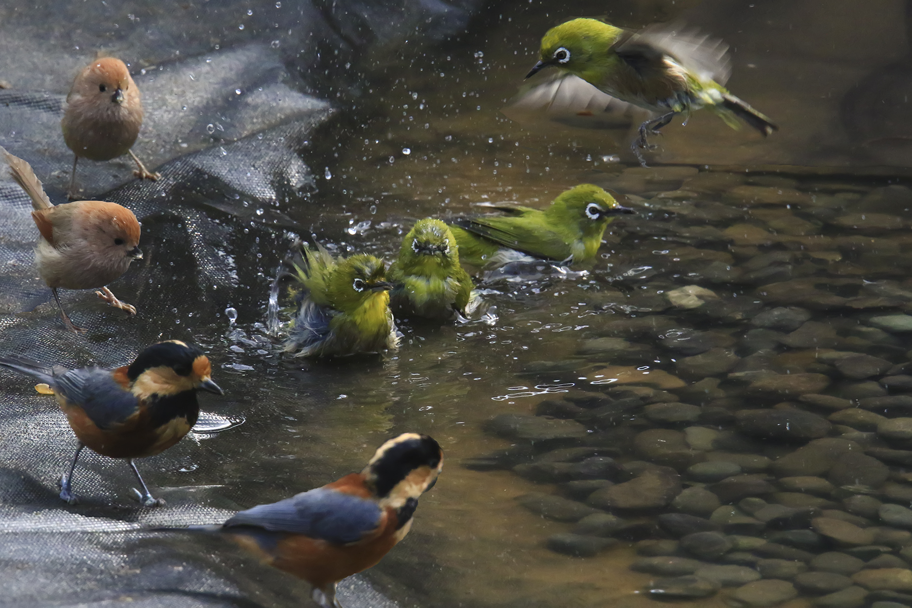 PHOTO BY HNalim | Canon EOS 7D Mark II | 2024:03:26 14:22:32 | ISO-1000 | 1/2000 sec | f 8 | 400 mm | EV=0 | ● WIDTH:1800 pixels  HEIGHT:1200 pixels