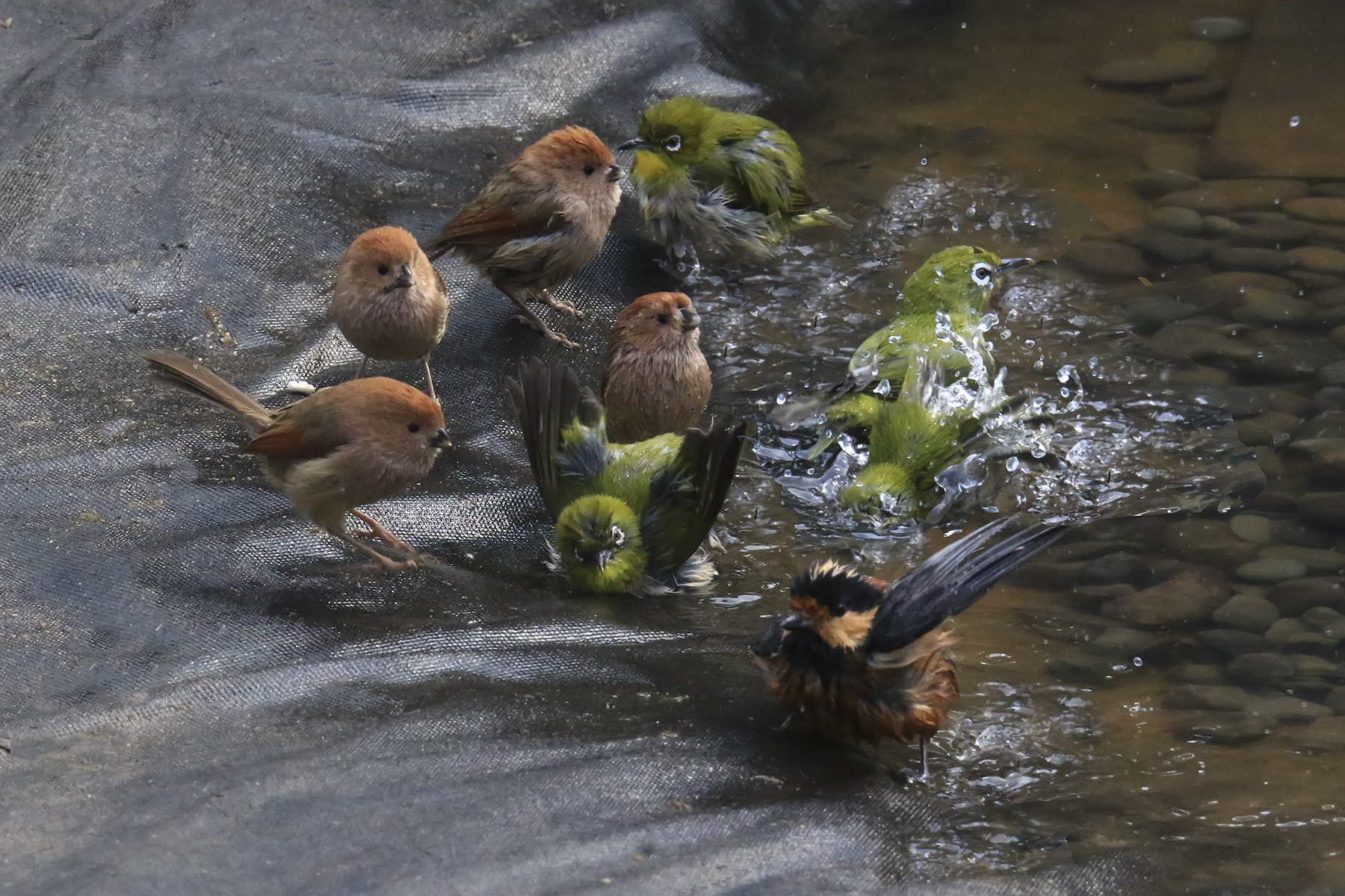 PHOTO BY HNalim | Canon EOS 7D Mark II | 2024:03:26 14:22:32 | ISO-1000 | 1/2000 sec | f 8 | 400 mm | EV=0 | ● WIDTH:1800 pixels  HEIGHT:1200 pixels