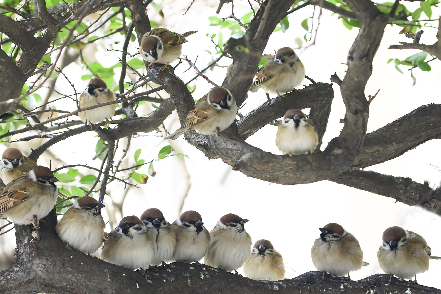 PHOTO BY HNalim | Canon EOS 7D Mark II | 2024:03:26 14:22:32 | ISO-1000 | 1/2000 sec | f 8 | 400 mm | EV=0 | ● WIDTH:1800 pixels  HEIGHT:1200 pixels