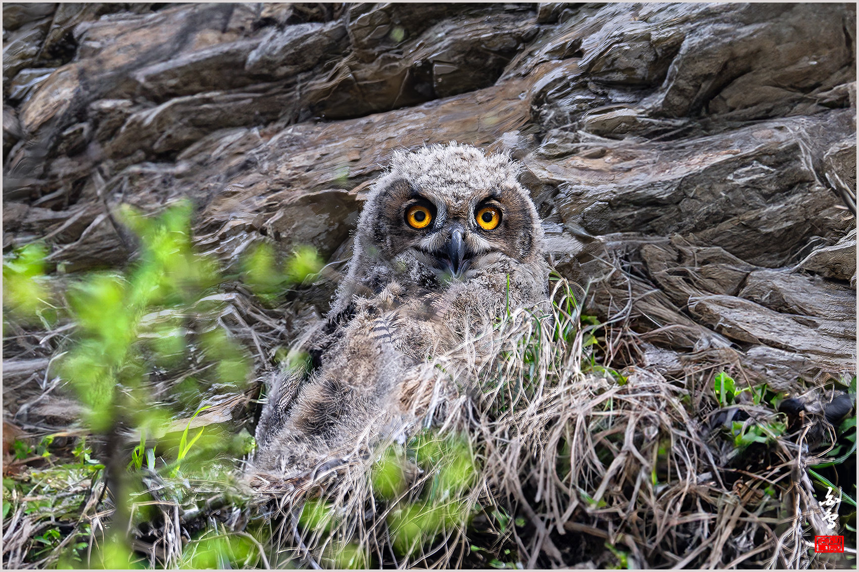 PHOTO BY  | NIKON Z 9 | 2024:04:02 15:52:49 | ISO-1000 | 1/500 sec | f 8 | 1176 mm | EV=0.3 | ● WIDTH:1700 pixels  HEIGHT:1132 pixels