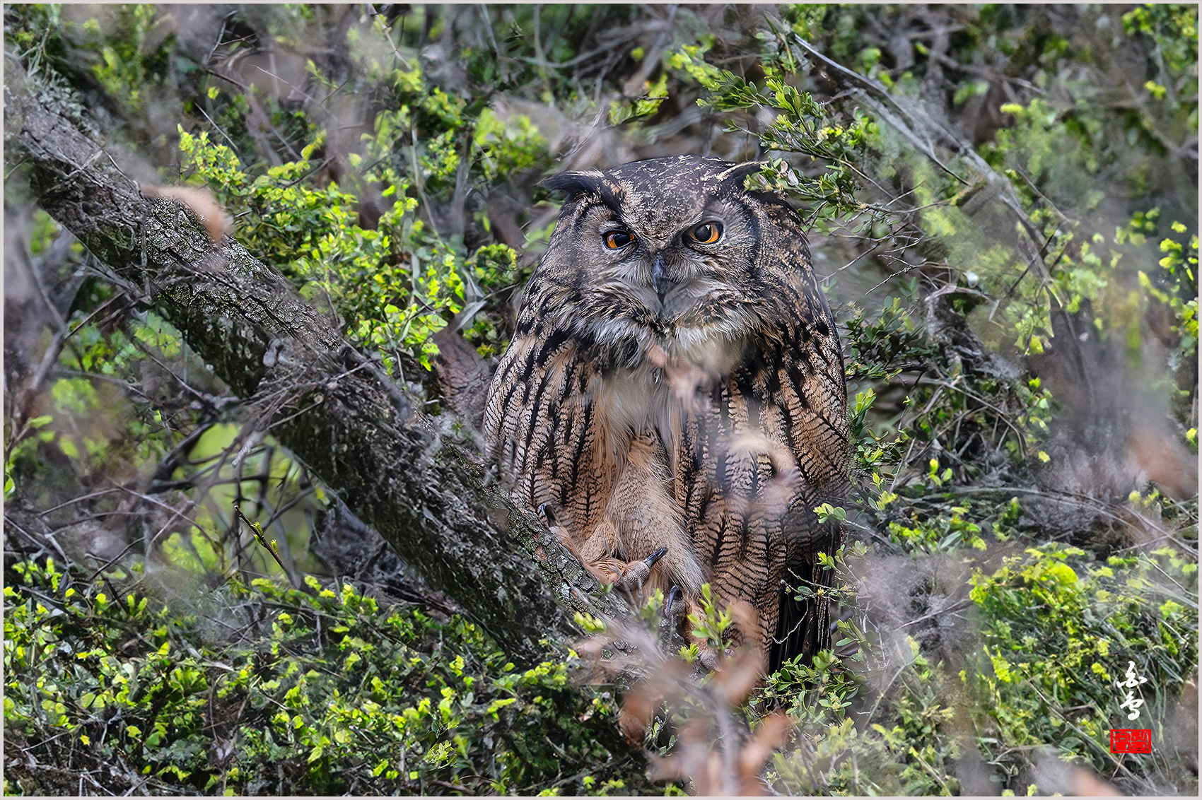 PHOTO BY  | NIKON Z 9 | 2024:04:02 16:44:36 | ISO-2500 | 1/800 sec | f 8 | 1176 mm | EV=-0.3 | ● WIDTH:1700 pixels  HEIGHT:1132 pixels