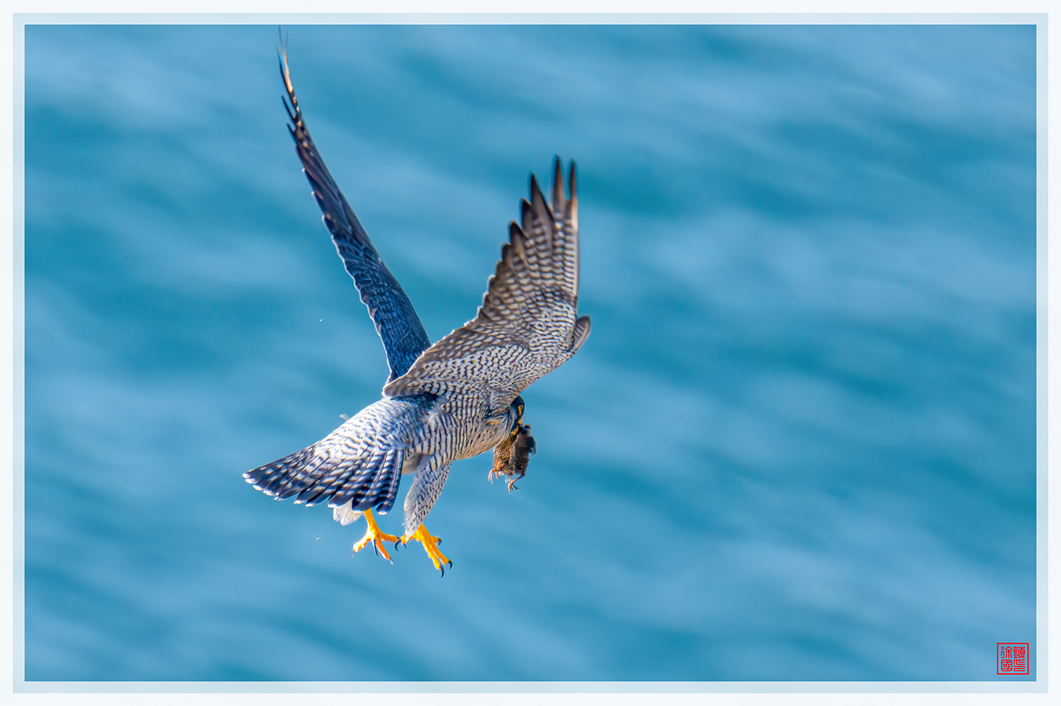 PHOTO BY  | NIKON Z 9 | 2024:04:01 07:31:33 | ISO-1400 | 1/1600 sec | f 6.3 | 600 mm | EV=0.3 | ● WIDTH:1500 pixels  HEIGHT:999 pixels