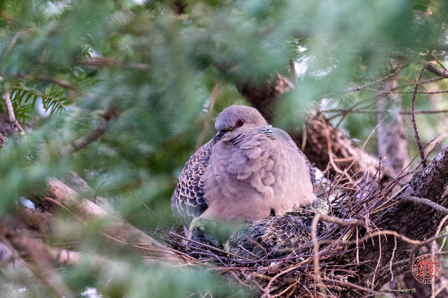 PHOTO BY KKY_CWANG_YEOL | NIKON Z 8 | 2024:04:02 06:24:43 | ISO-2000 | 1/25 sec | f 6.3 | 270 mm | EV=-0.3 | ● WIDTH:1700 pixels  HEIGHT:1133 pixels