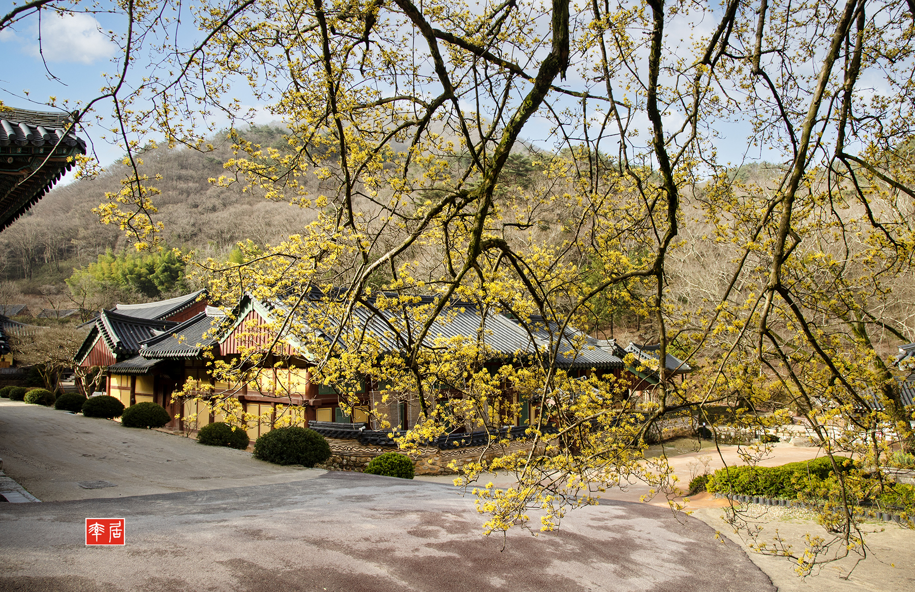 PHOTO BY changickheun | Canon EOS-1D X Mark III | 2024:03:29 08:32:01 | ISO-100 | 1/160 sec | f 8 | 24 mm | EV=0 | ● WIDTH:1800 pixels  HEIGHT:1166 pixels