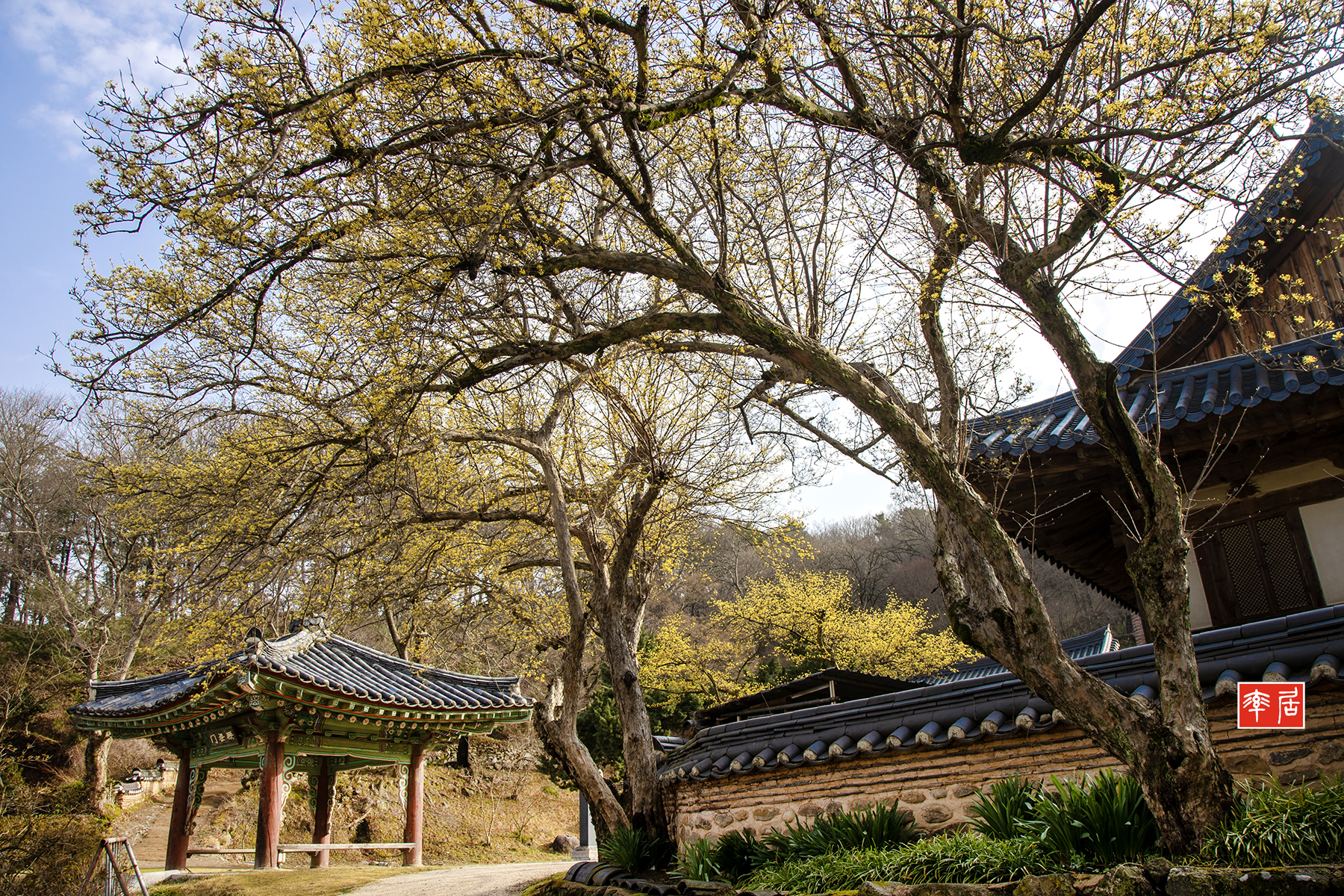 PHOTO BY changickheun | Canon EOS-1D X Mark III | 2024:03:29 08:28:35 | ISO-100 | 1/125 sec | f 8 | 24 mm | EV=0 | ● WIDTH:1800 pixels  HEIGHT:1200 pixels