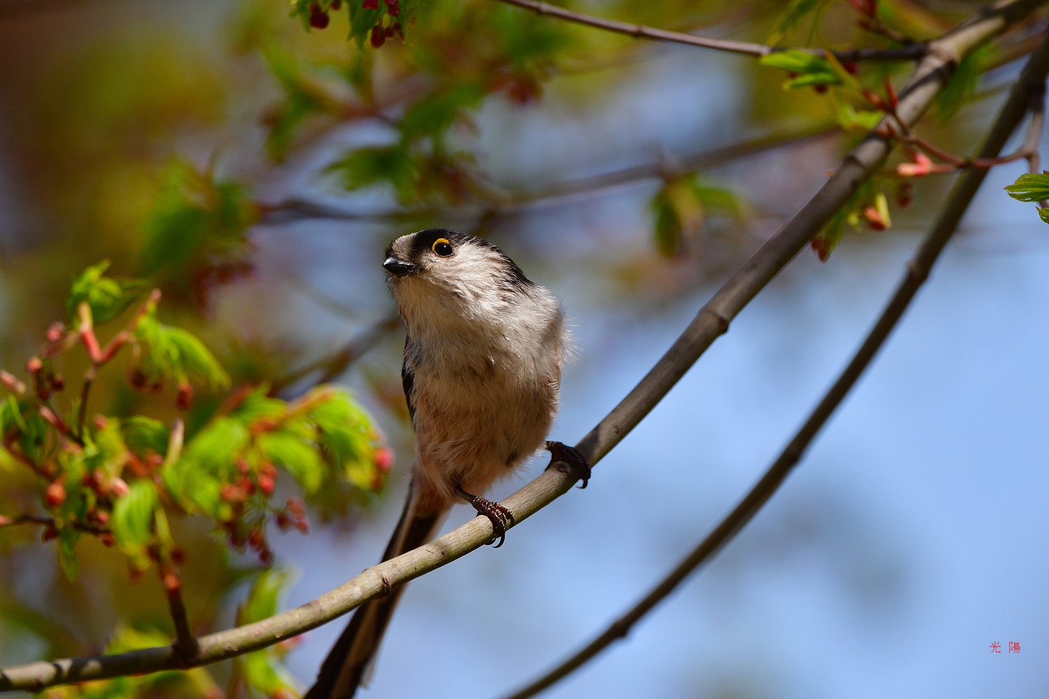 PHOTO BY  | NIKON D500 | 2024:04:01 11:24:49 | ISO-450 | 1/2000 sec | f 5.6 | 500 mm | EV=-0.3 | ● WIDTH:4950 pixels  HEIGHT:3300 pixels