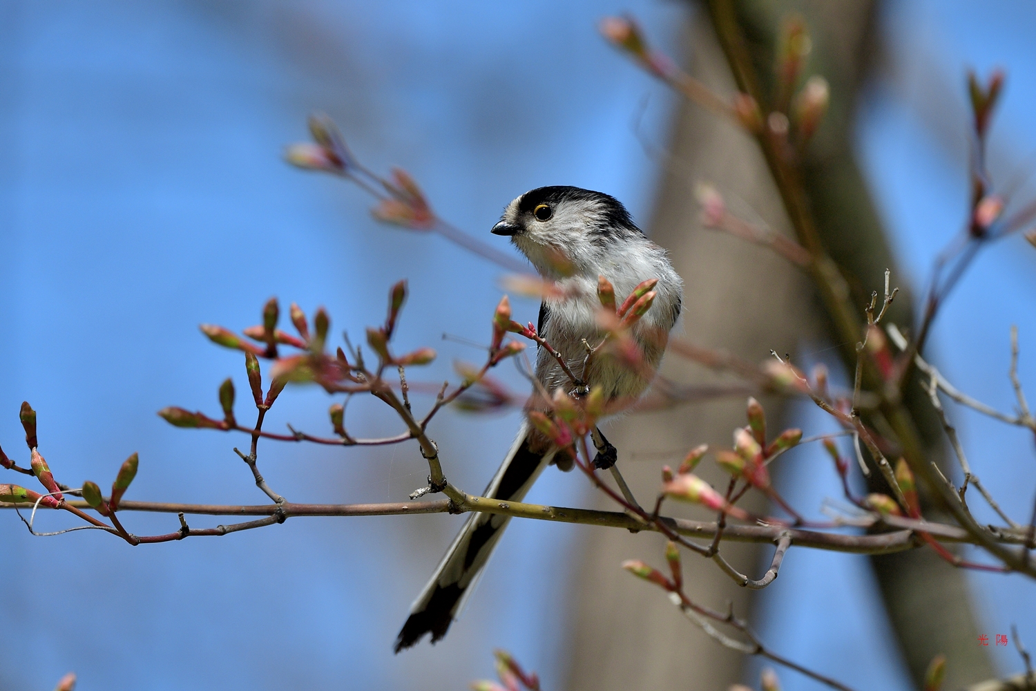 PHOTO BY  | NIKON D500 | 2024:04:01 11:28:26 | ISO-250 | 1/2000 sec | f 5.6 | 500 mm | EV=-0.3 | ● WIDTH:4414 pixels  HEIGHT:2943 pixels