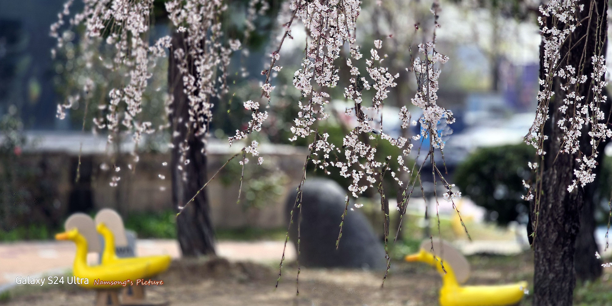 PHOTO BY  | Galaxy S24 Ultra | 2024:04:02 11:12:12 | ISO-50 | 1/914 sec | f 2.4 | 7.9 mm | EV=0 | ● WIDTH:2000 pixels  HEIGHT:1000 pixels