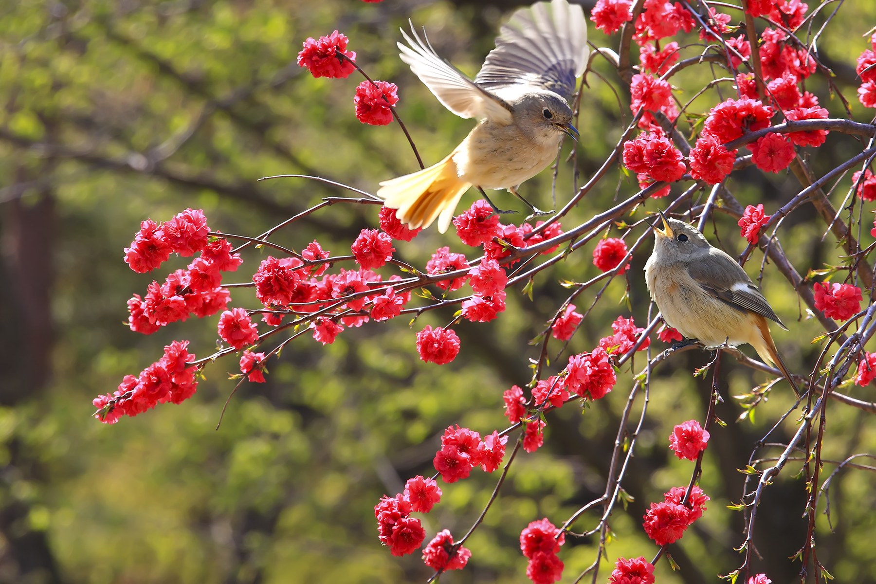 PHOTO BY HNalim | Canon EOS 7D Mark II | 2024:04:04 17:23:41 | ISO-1000 | 1/640 sec | f 8 | 85 mm | EV=0 | ● WIDTH:1800 pixels  HEIGHT:1200 pixels