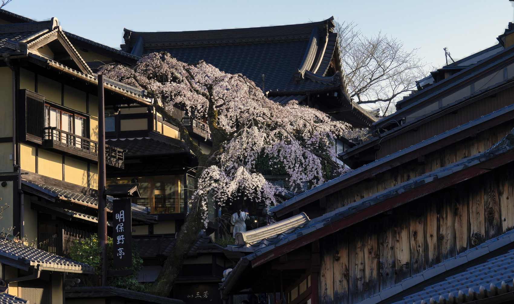 PHOTO BY  | ILCE-7RM5 | 2024:03:29 16:25:22 | ISO-125 | 1/80 sec | f 9 | 70 mm | EV=0 | ● WIDTH:1700 pixels  HEIGHT:1007 pixels